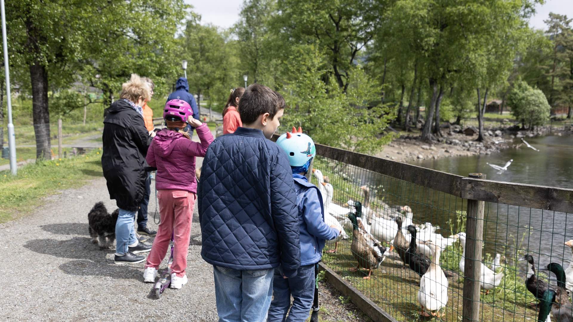 The duck pond in Sauda
