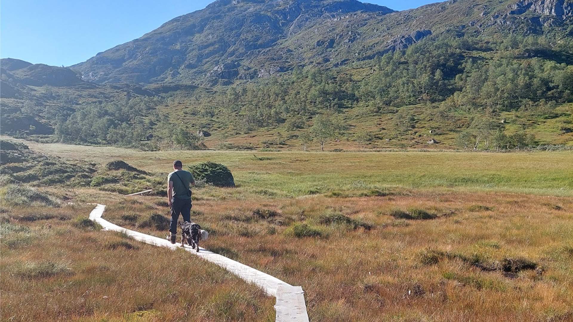 Kloppar er lagt ut over myra