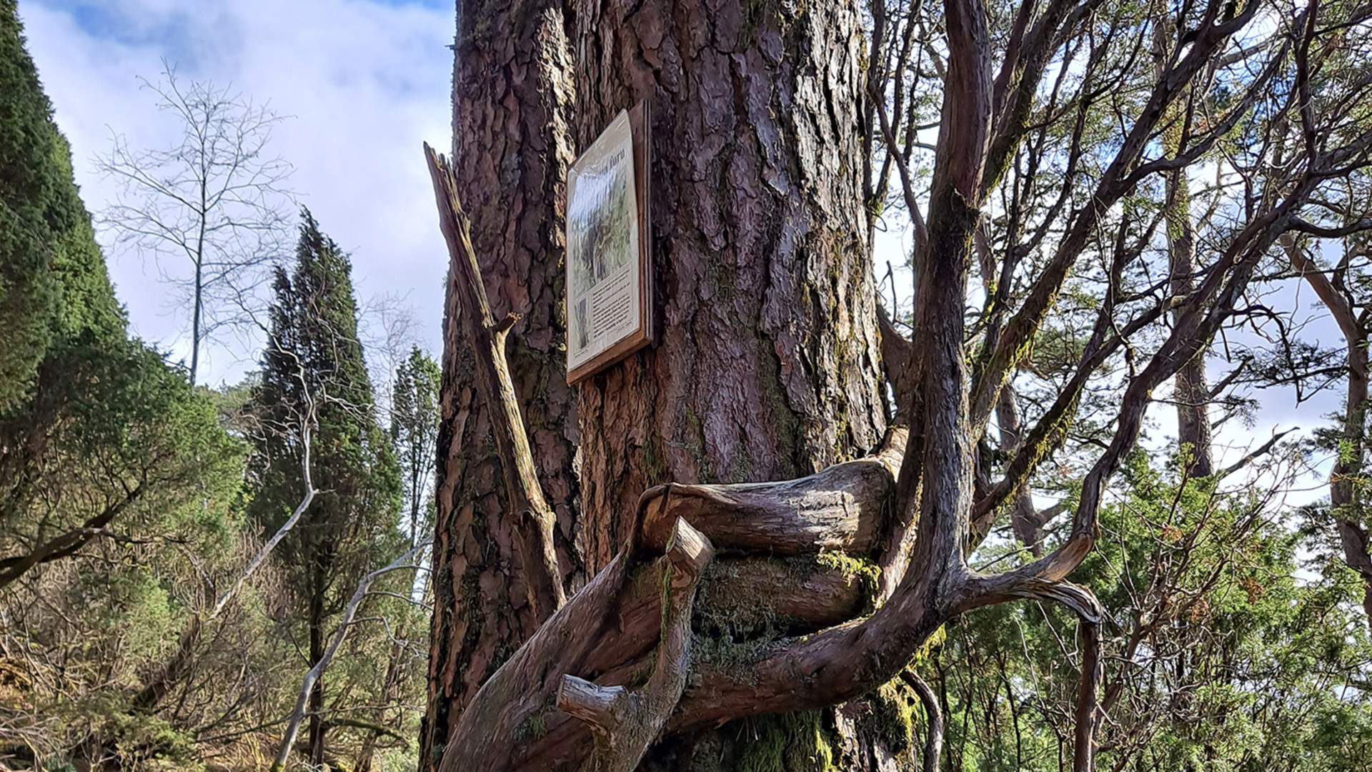 Spennande tre på stien mot Borgundnuten