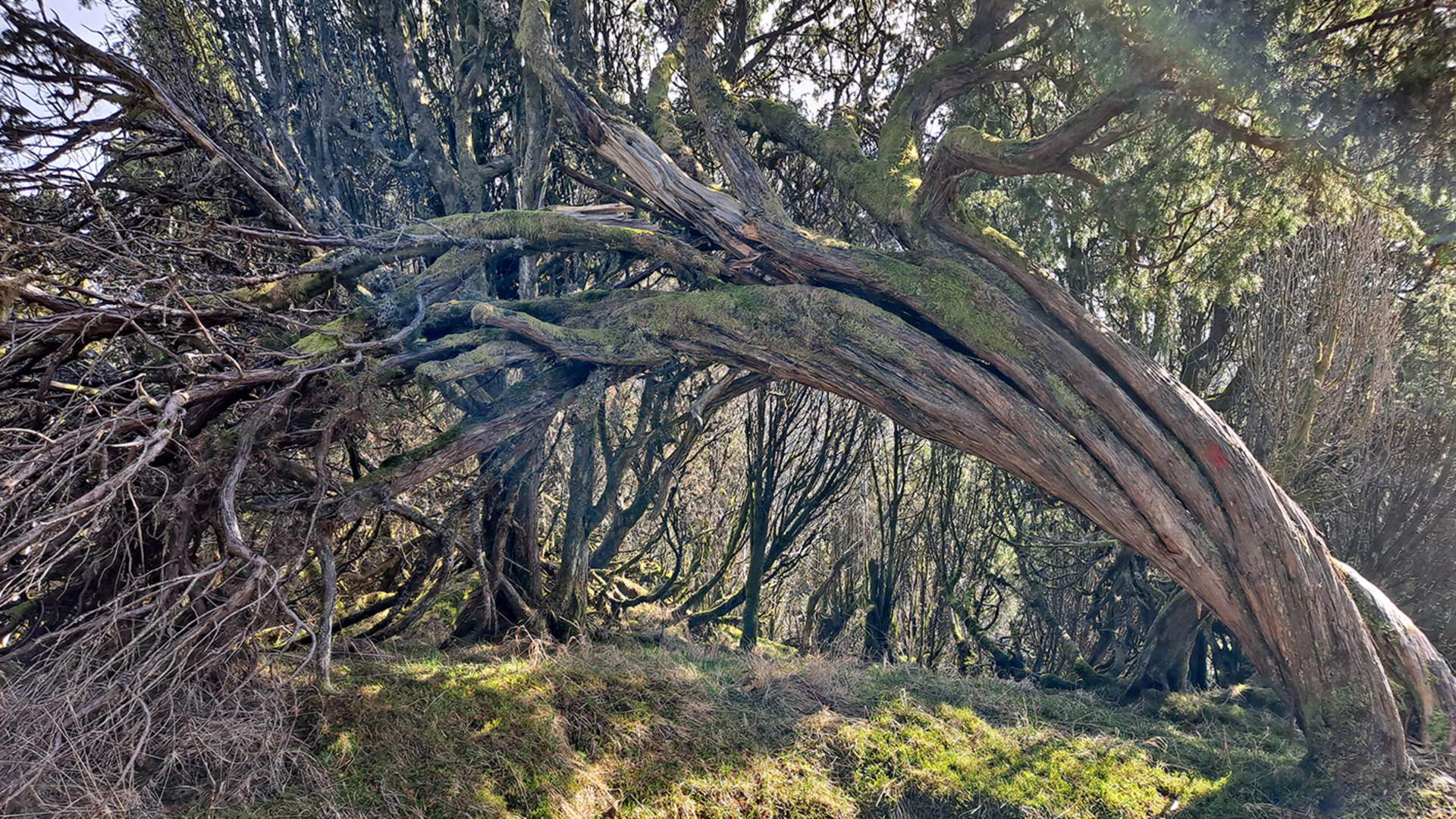 Spennande skog på veg opp til Borgundnuten