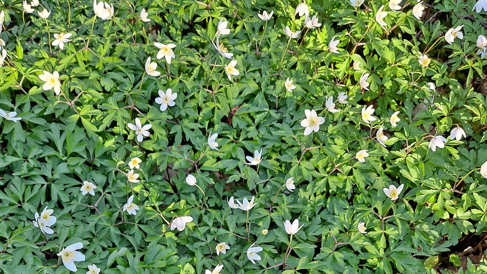 Om våren breier det seg ein flott kvitveisteppe i Hystadmarkjo