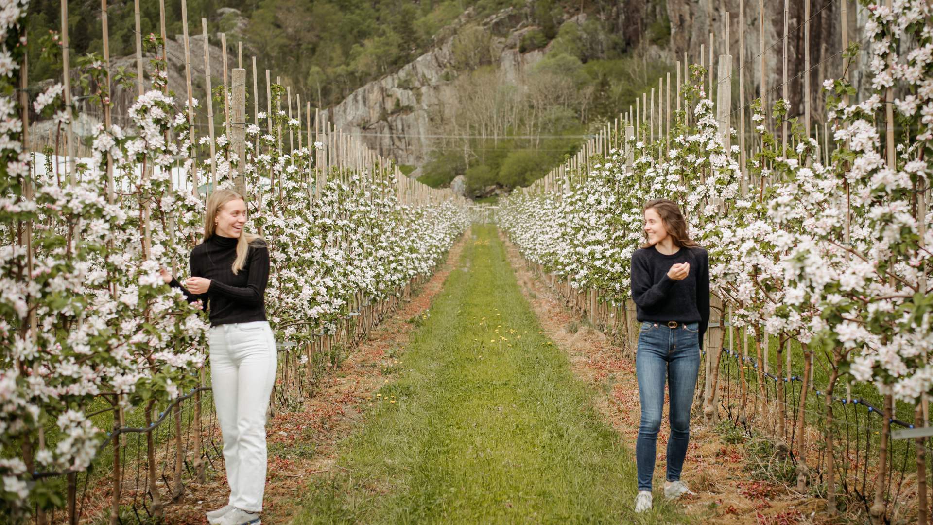 Bauernladen und Cider-Verkostung bei OmCider in Hjelmeland