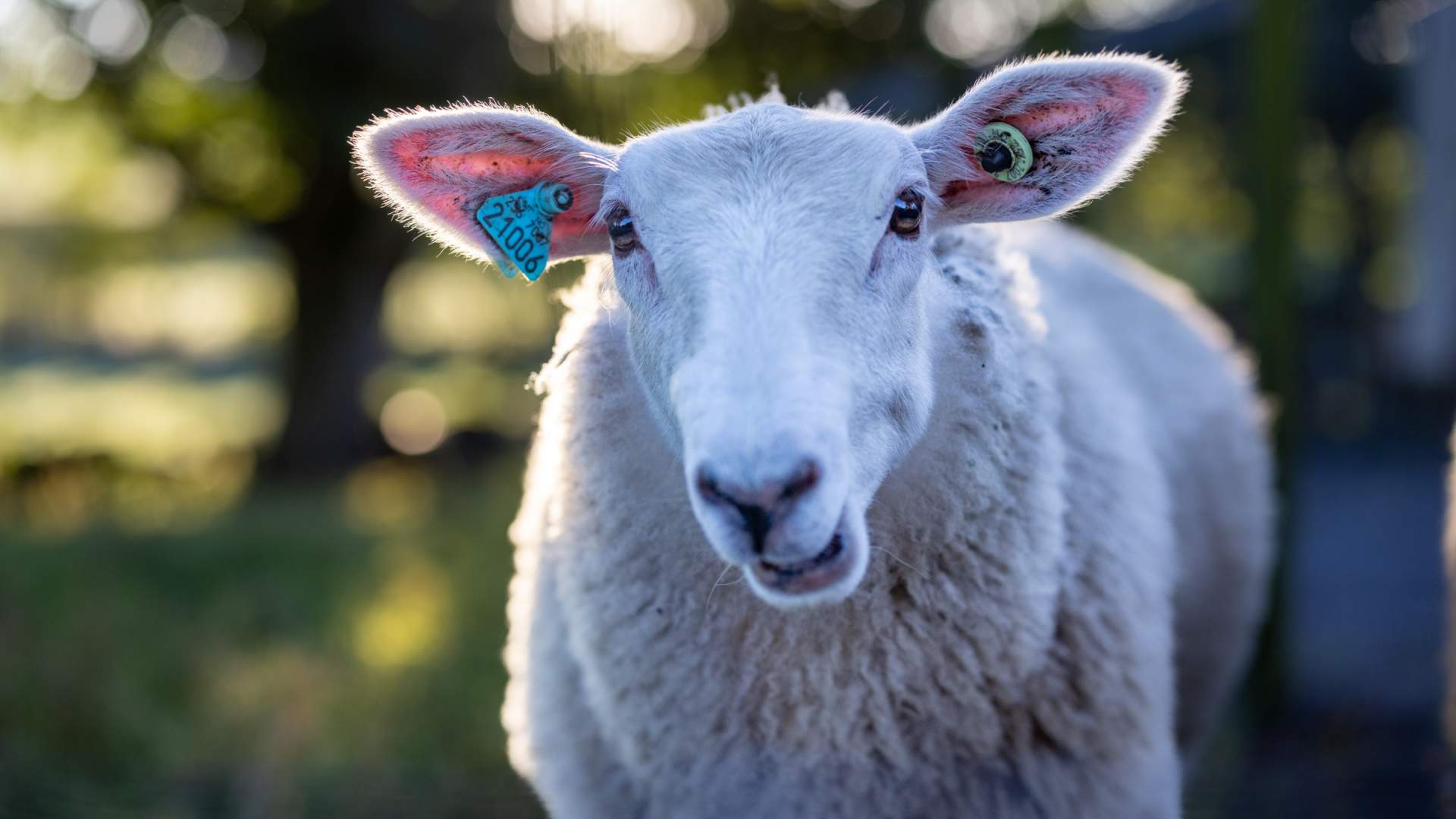 Vitengarden Science Centre - farm animals