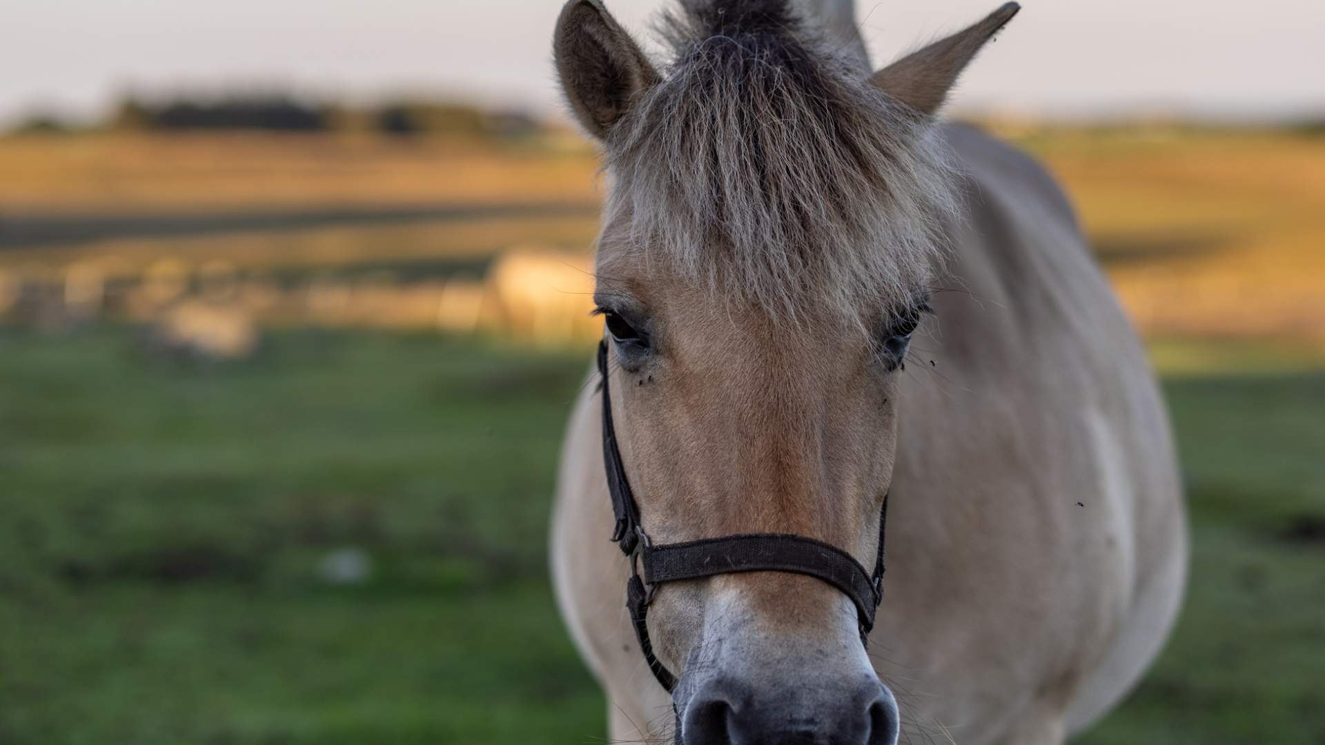 Vitengarden Science Centre - farm animals