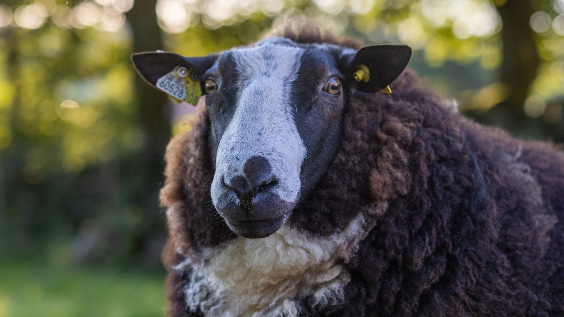 Vitengarden Science Centre - farm animals