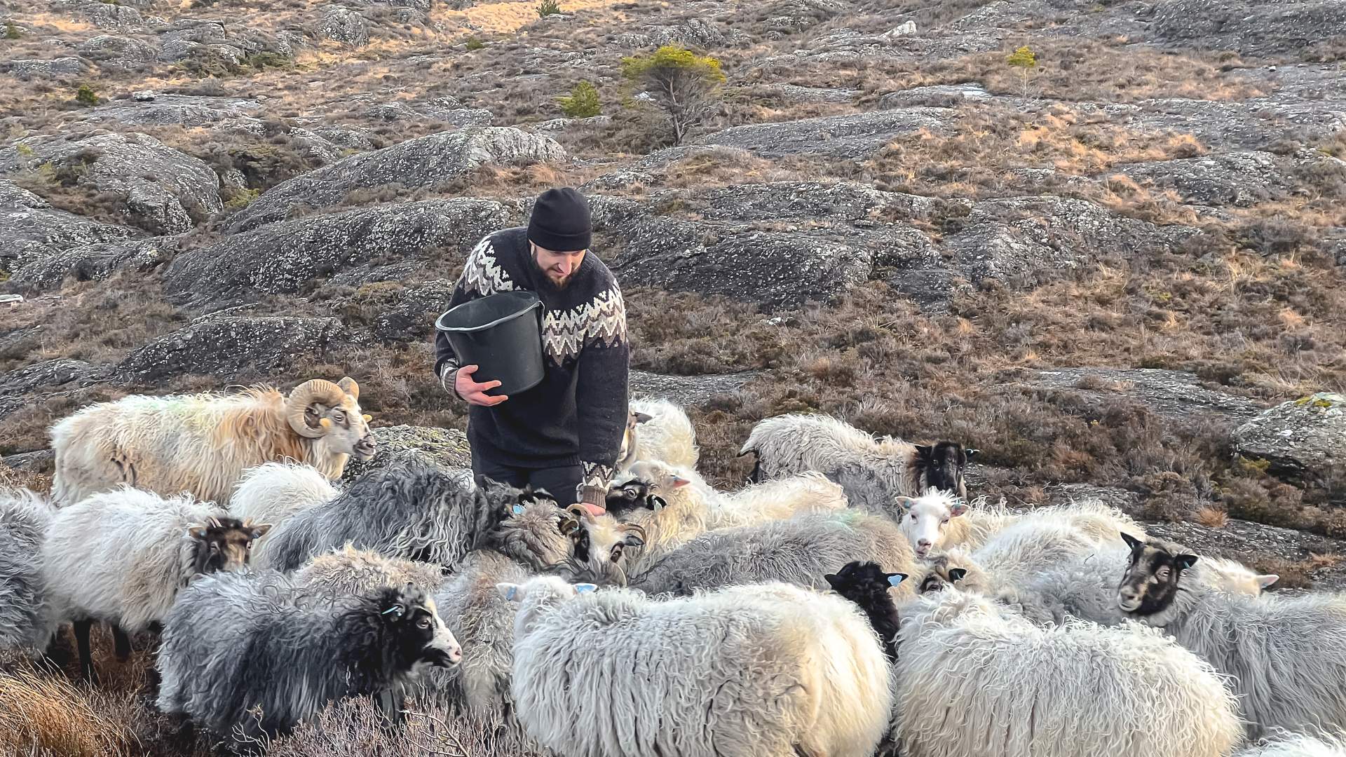 Wild sheep safari in Solund with Sognefjord Active