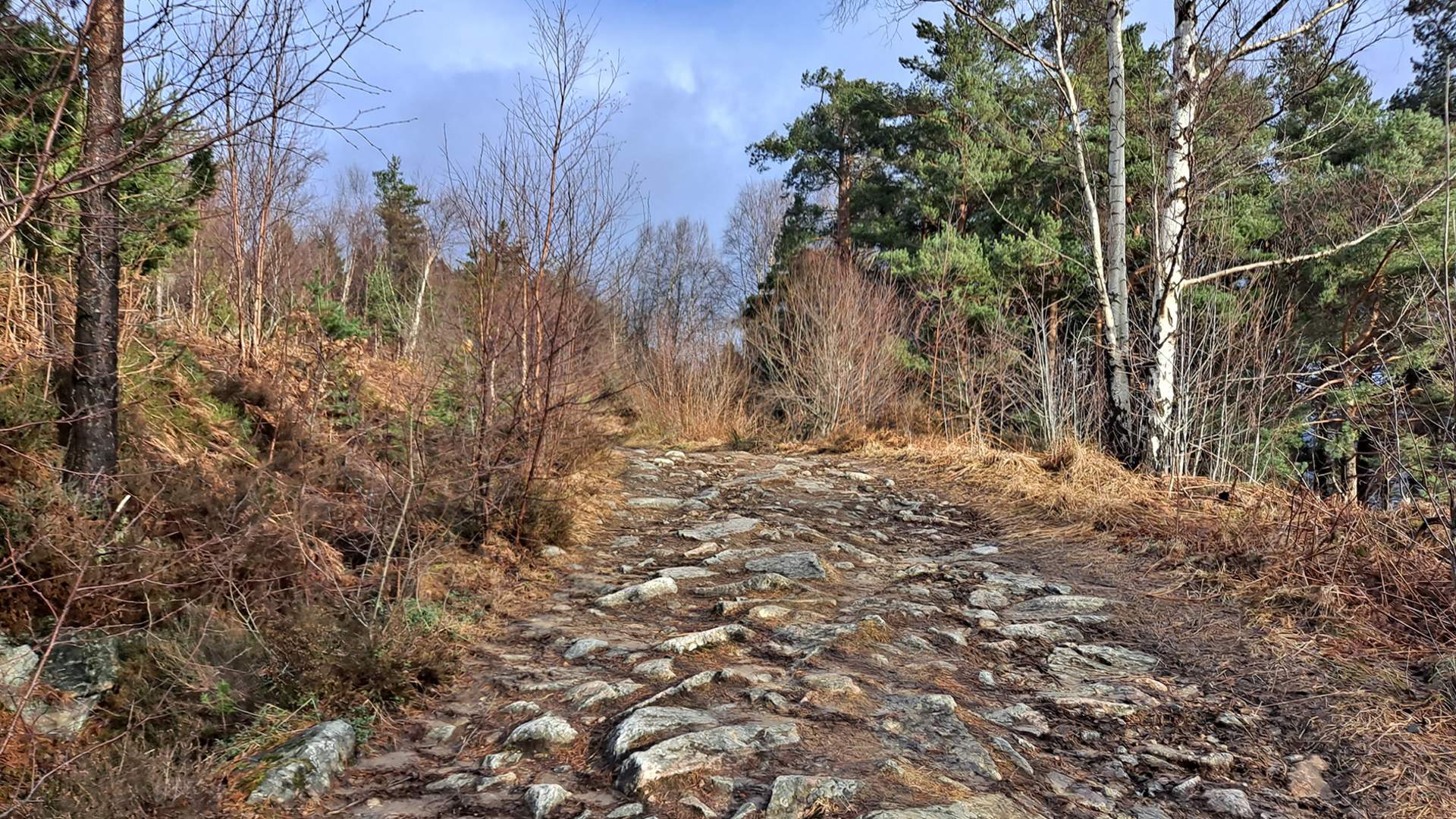 Det er skogsveg heilt opp til Toftåsen