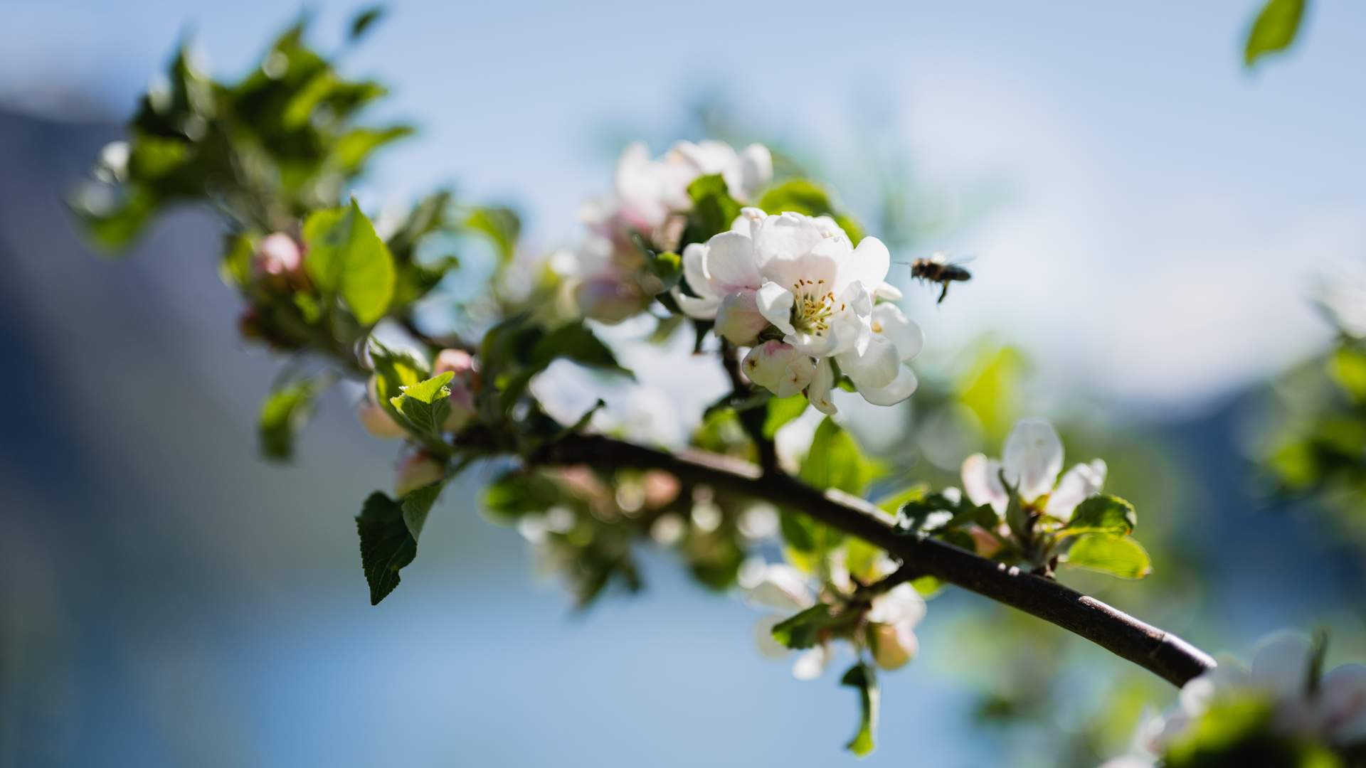 Fruktblomstring på Lingebakken