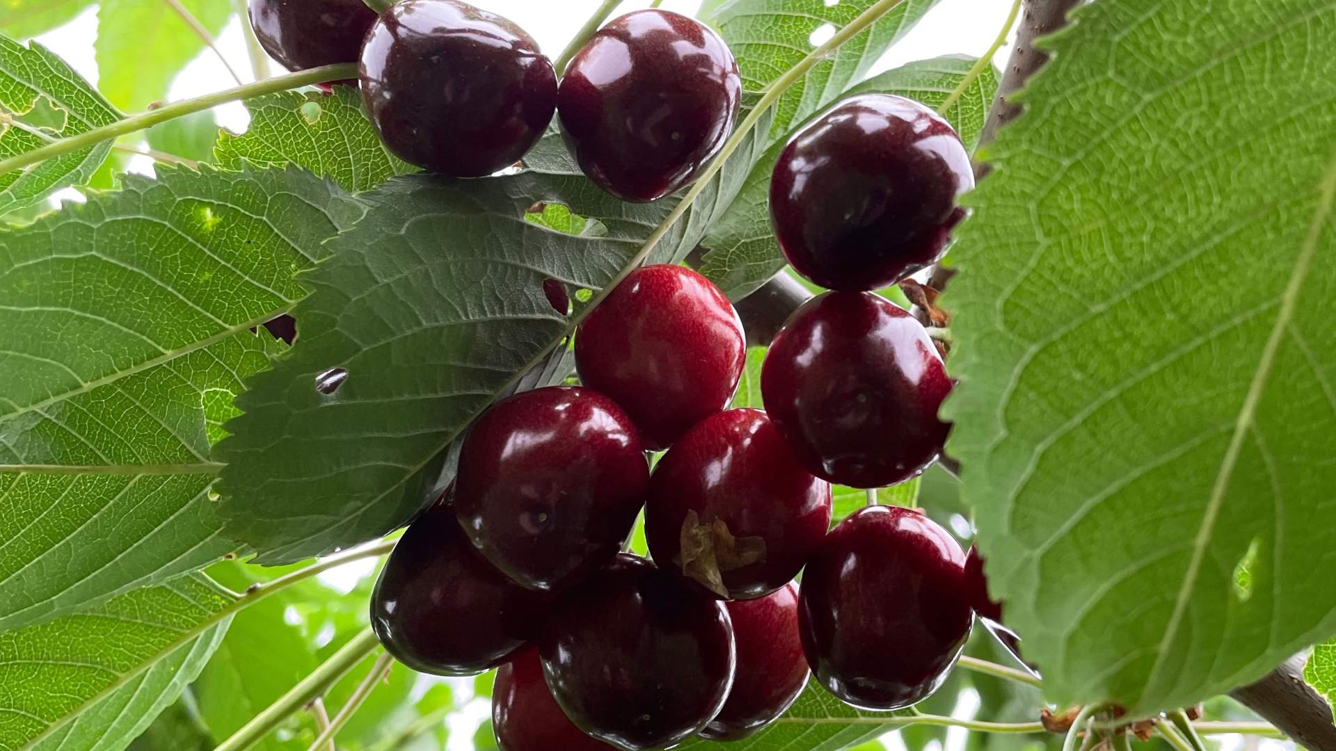Bugnende frukttrær hos Lingebakken