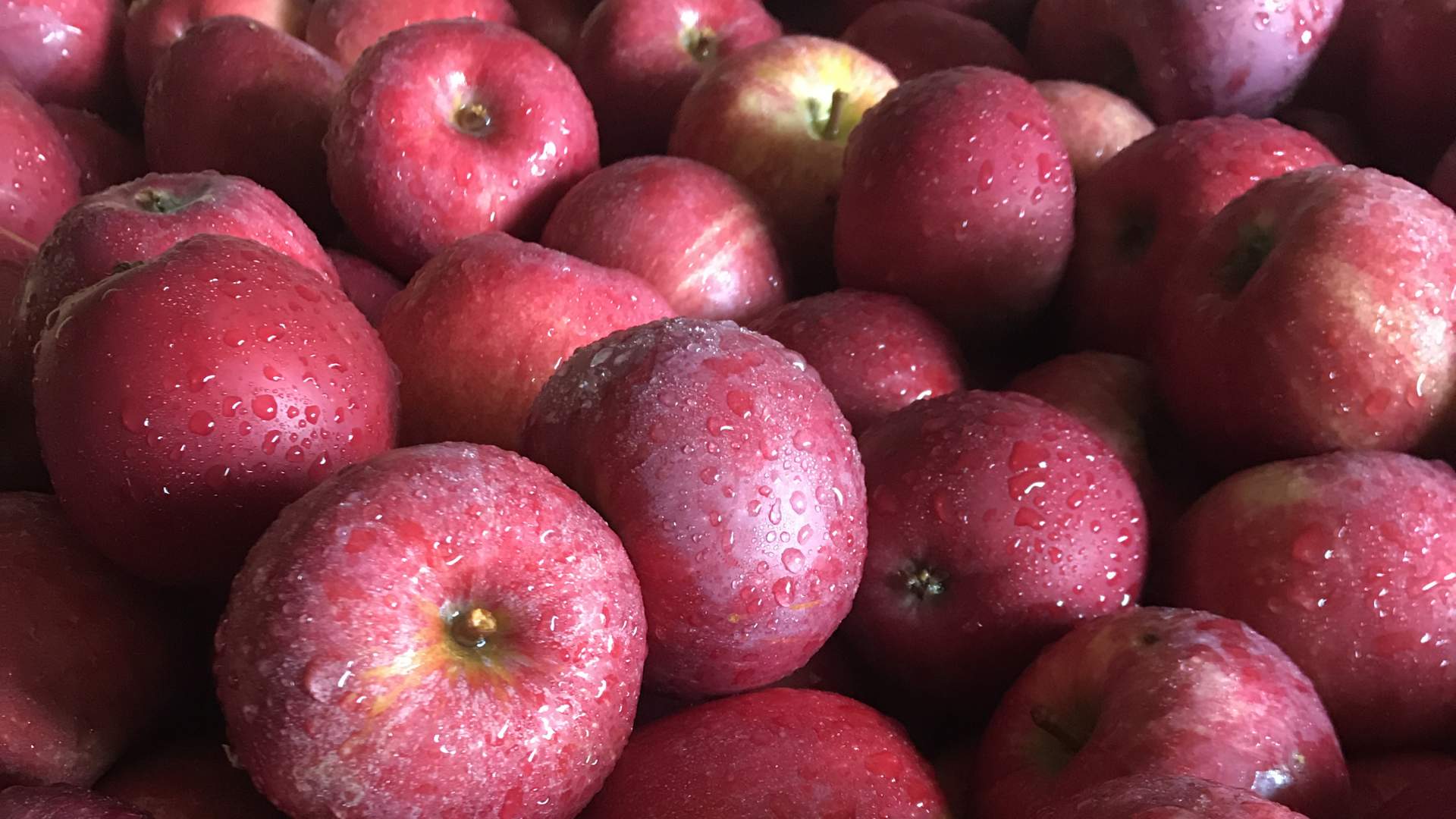 Forfriskende epler fra Lingebakken