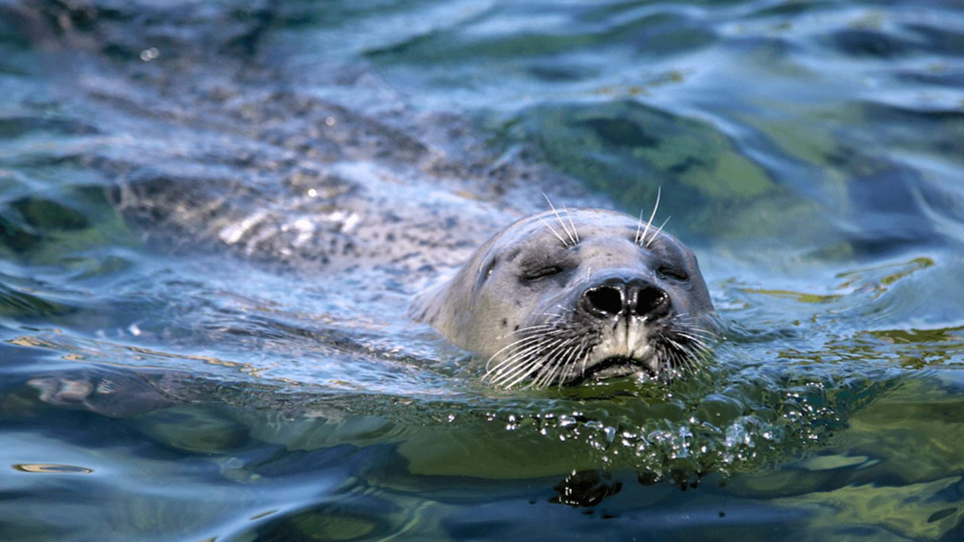 Wildlife in the Lysefjord