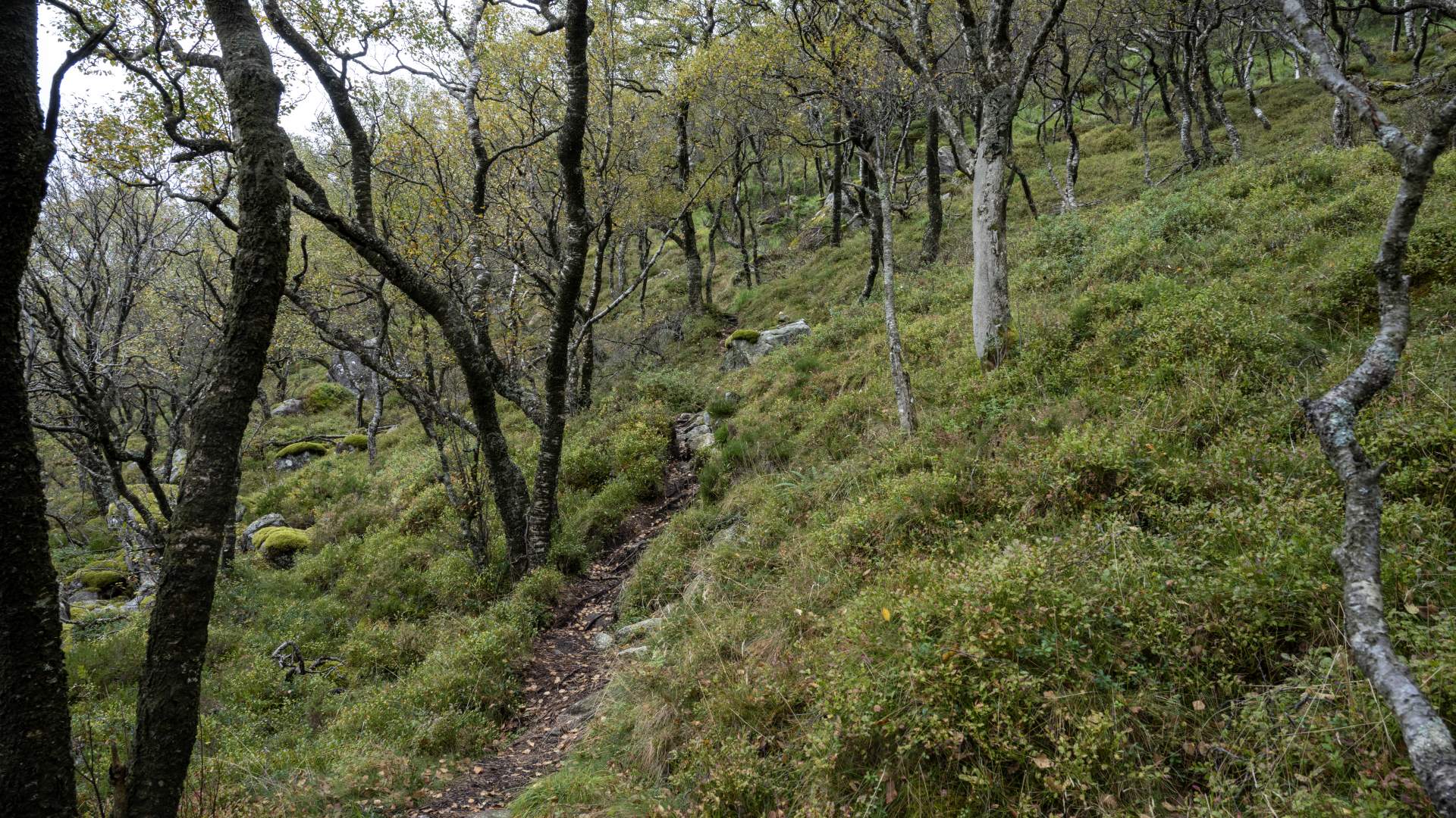 Hike to Ramnstoknuten