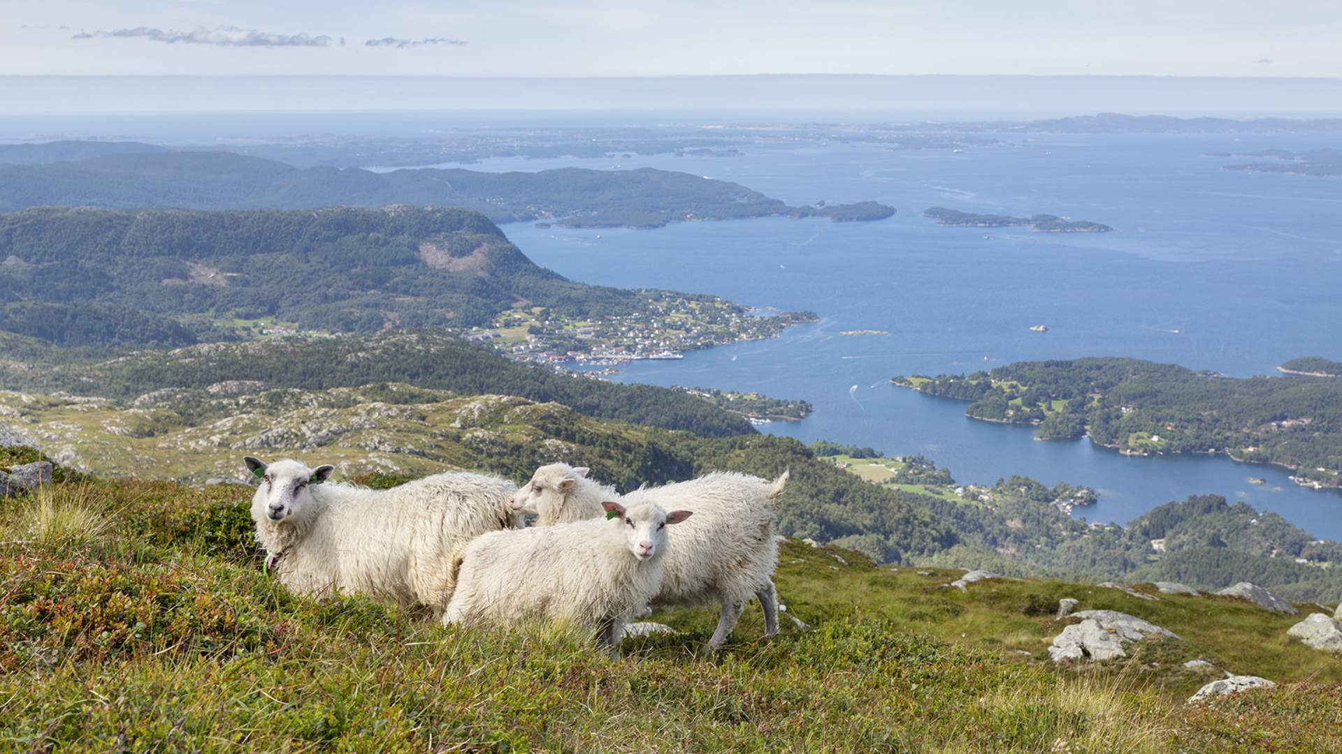 Sauer som beiter på Tysnessåto.