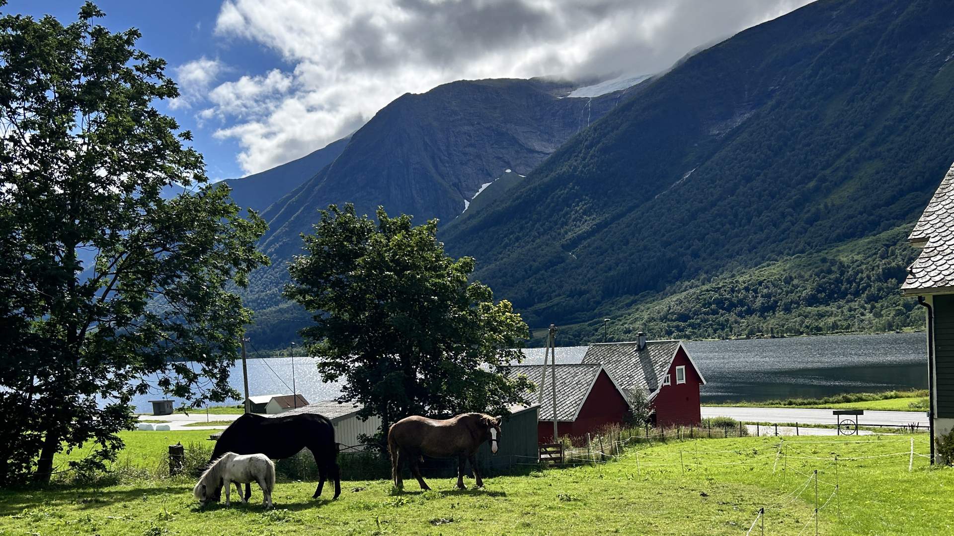 Hester på sommerbeite rett utenfor døra.