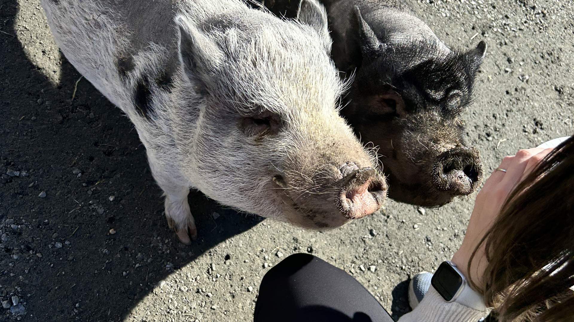 Minigrisene Peppa Gris og Prikk møter du fritt på tunet.