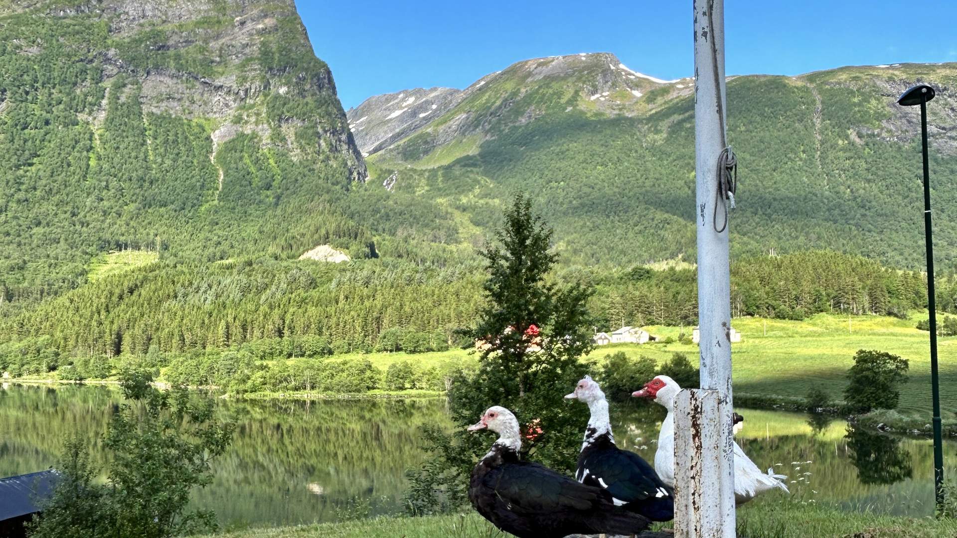 Moskusender som nyter utsikten over Fetvannet.