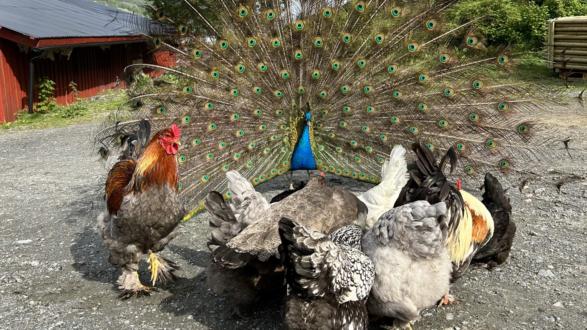 Påfuglen Pål ute på tunet med høneflokken.