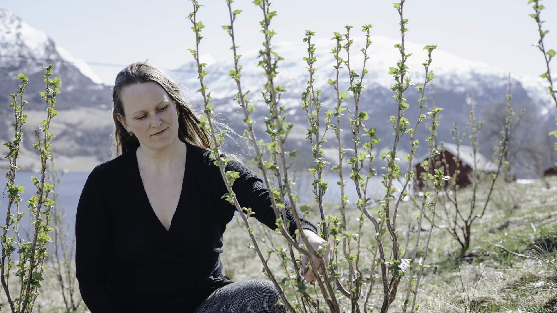 Opplev Vestavin: Omvising og vinsmaking på Vingarden på Jølst