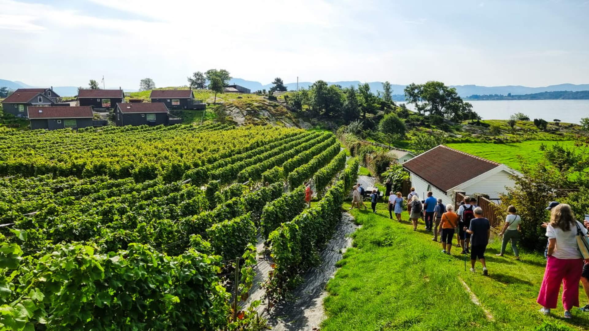 Fjord cruise and visit to Hebnes Vineyard