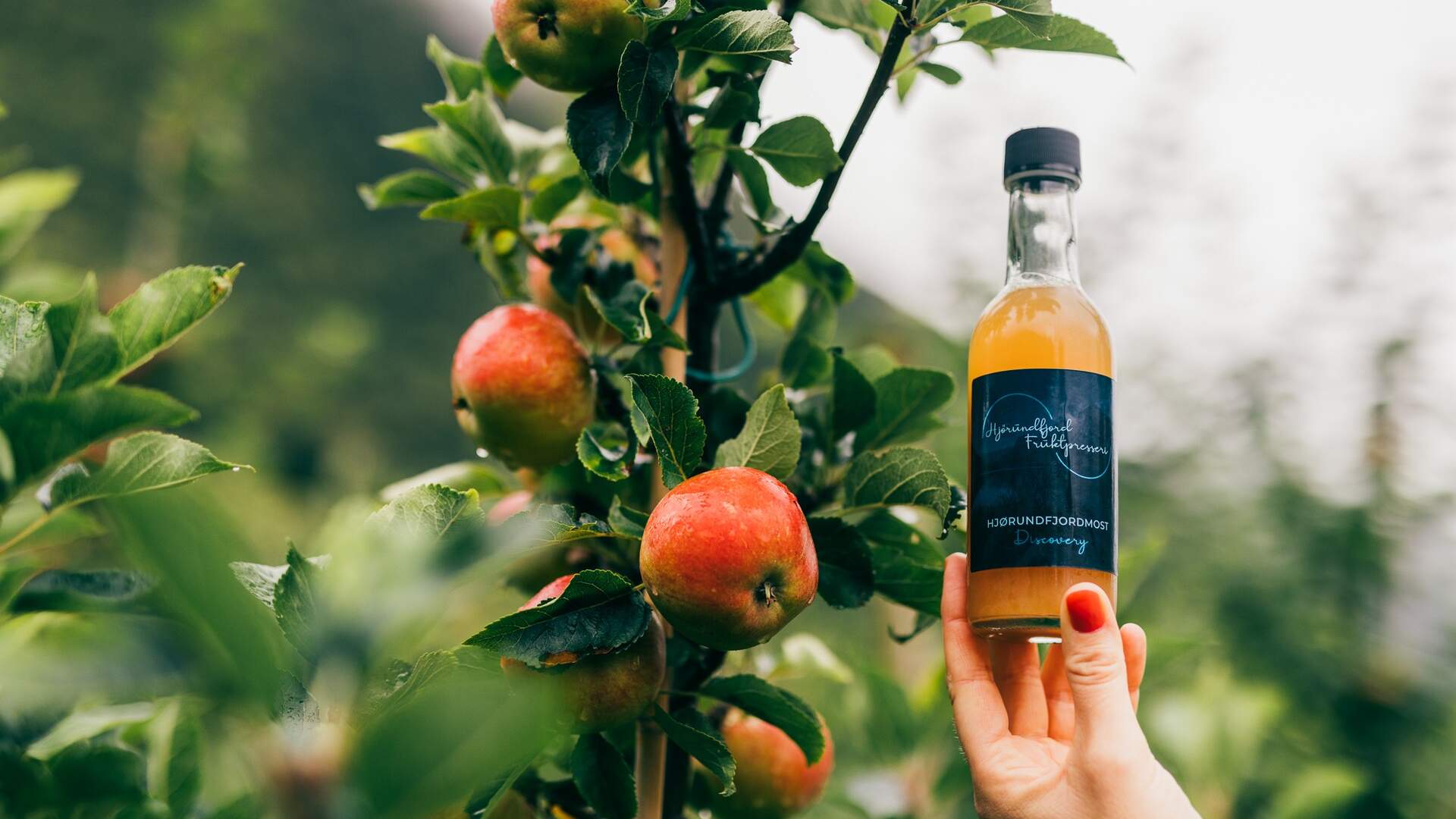 Eplemost frå Hjørundfjord Fruktpresseri på Viddal