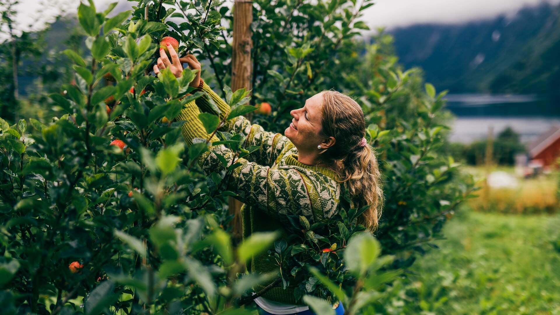 Eplebonde Inga Hodne Viddal på Hjørundfjord Fruktpresseri