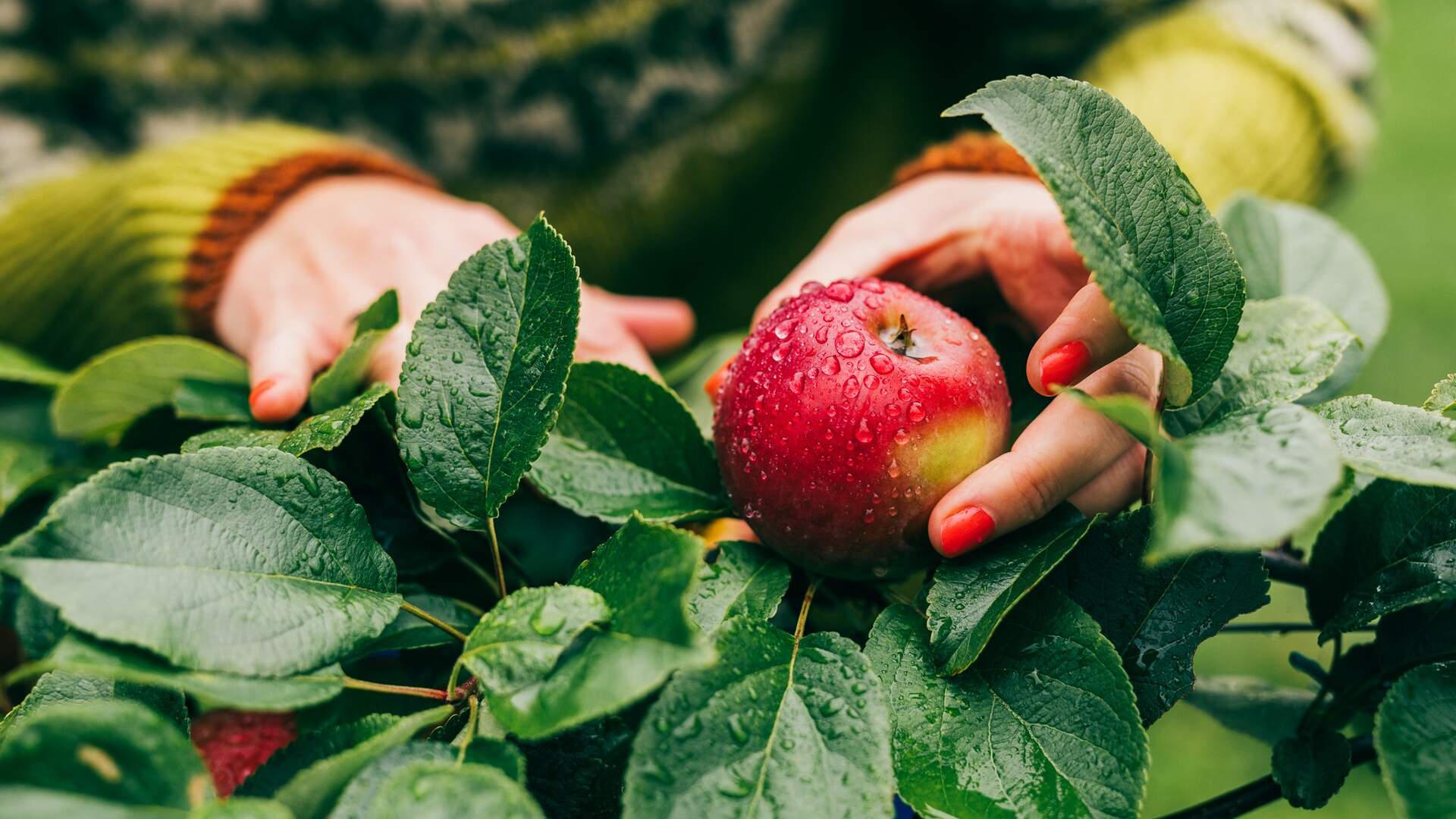 Epler på Hjørundfjord Fruktpresseri på Viddal