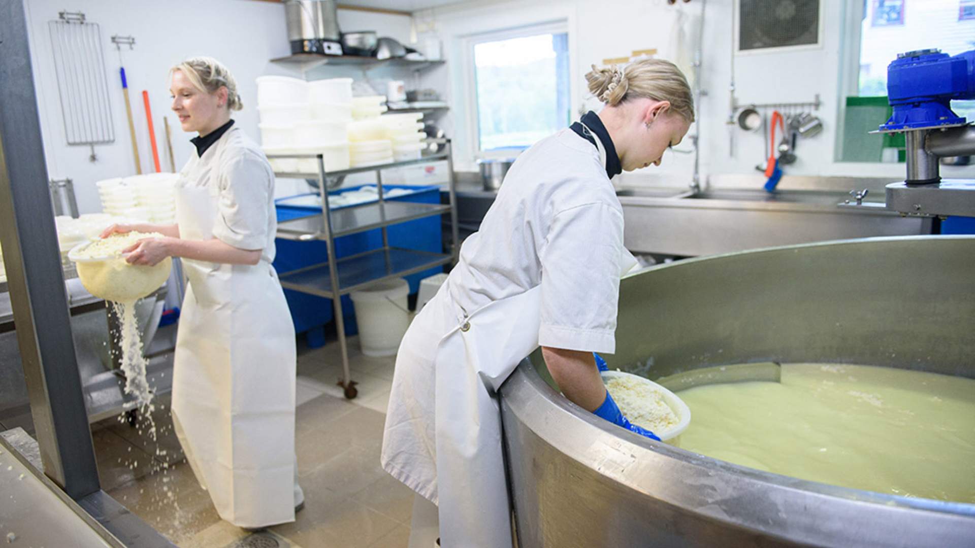 Produksjon av ost på ysteriet, Myrdal Gård