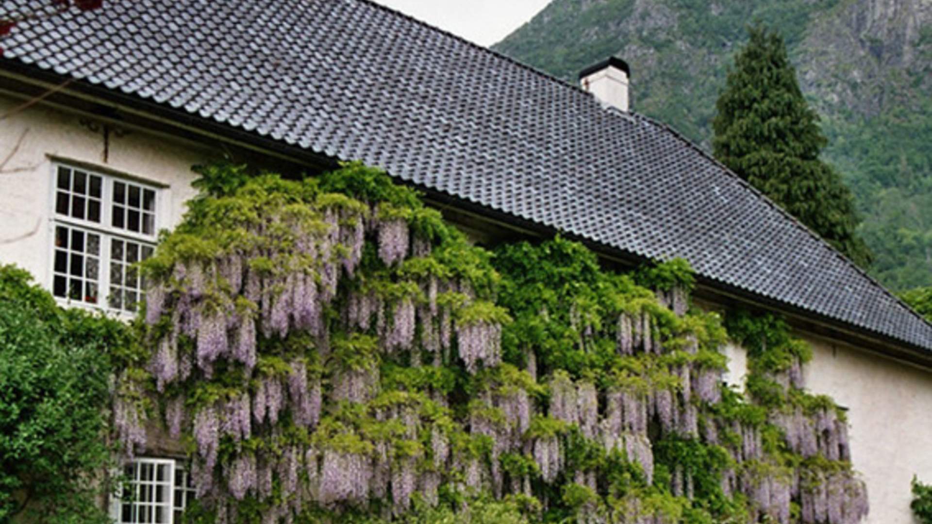 Blømande blåregn langs veggen ved Baroniet Rosendal.