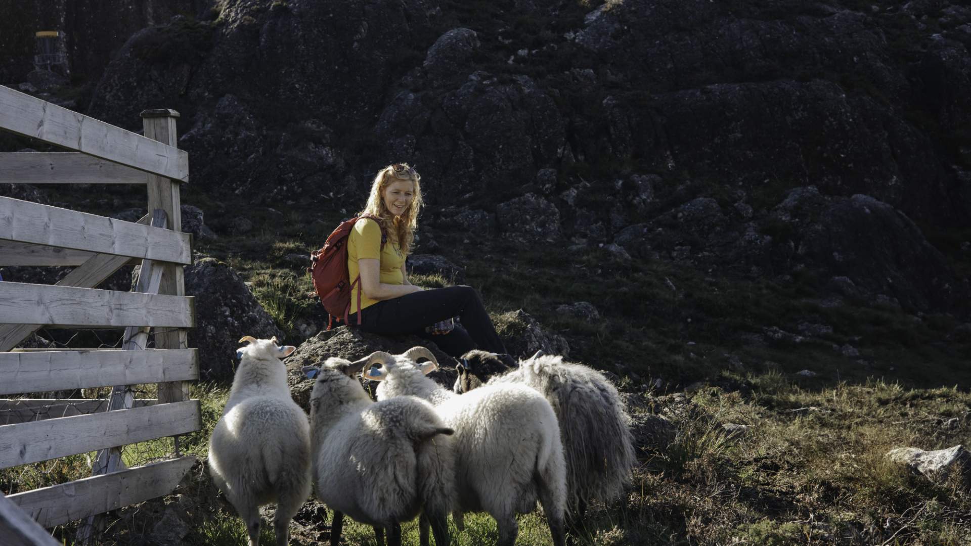 Ei dame sitter på ein stein. det er fire sauer som står og ser på henne. ho smiler og ser tilbake på sauene. ved siden av dei er det eit gjerdet, også er det fjell og lyng rundt.