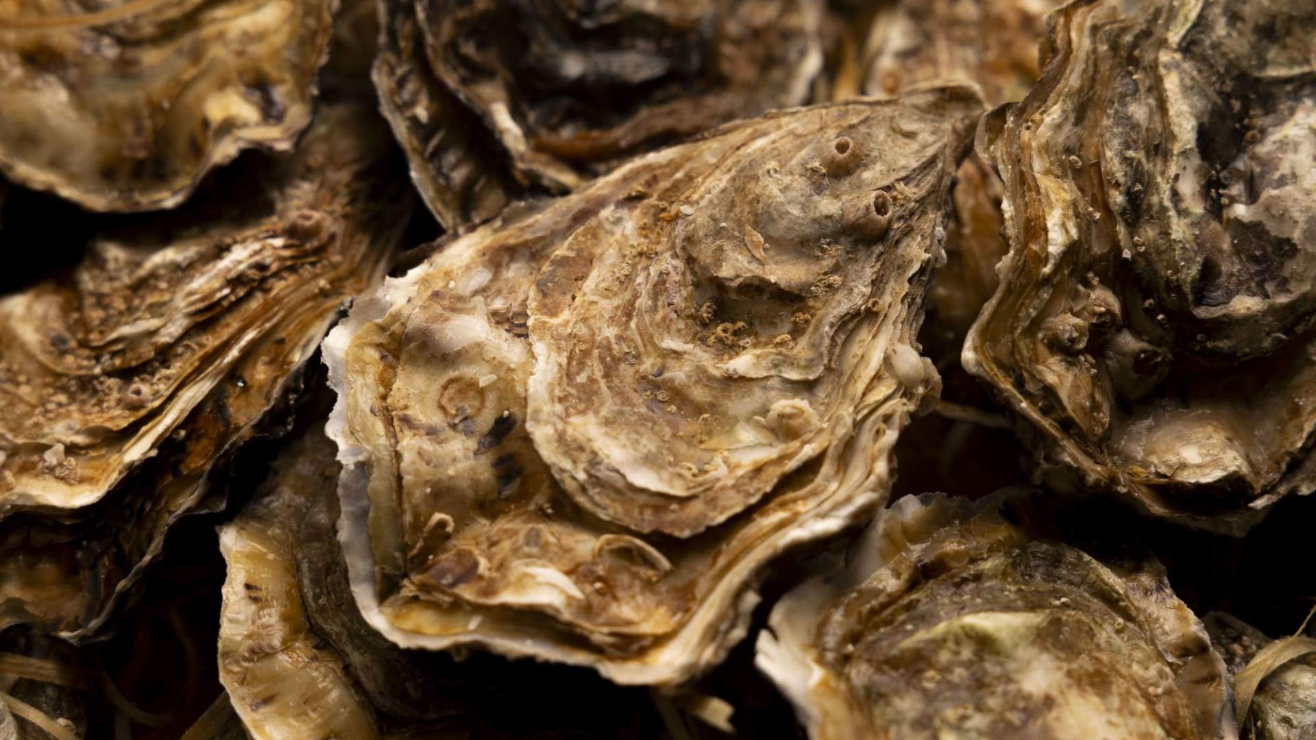 Fortou gatemat street food