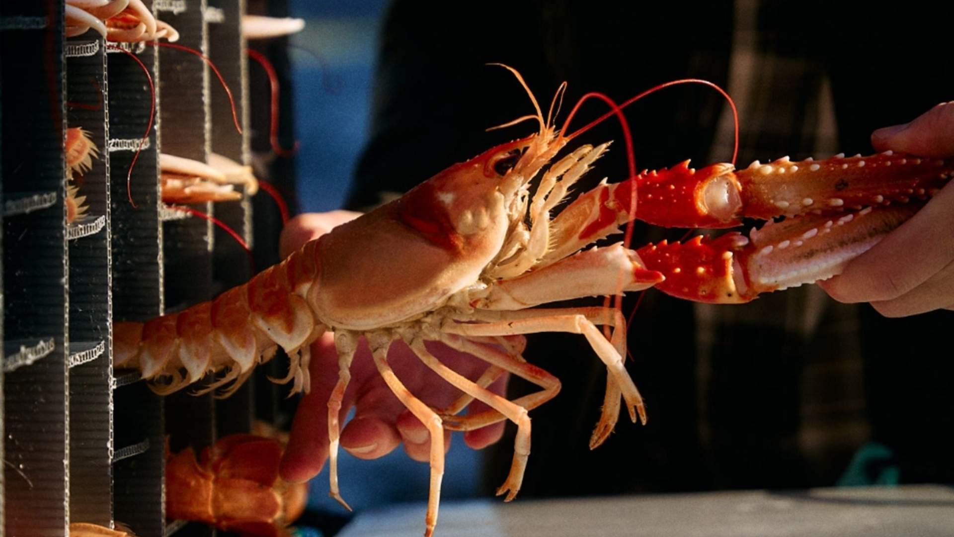Er du klar for fersk kreps på menyen?