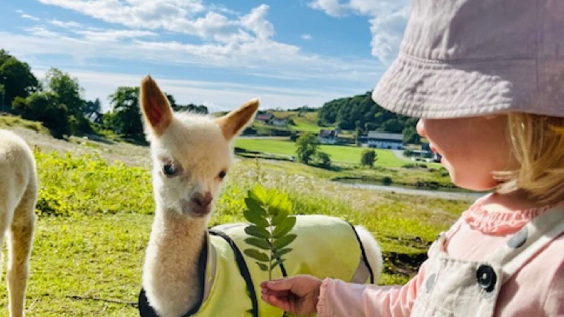 Alpakker og barn