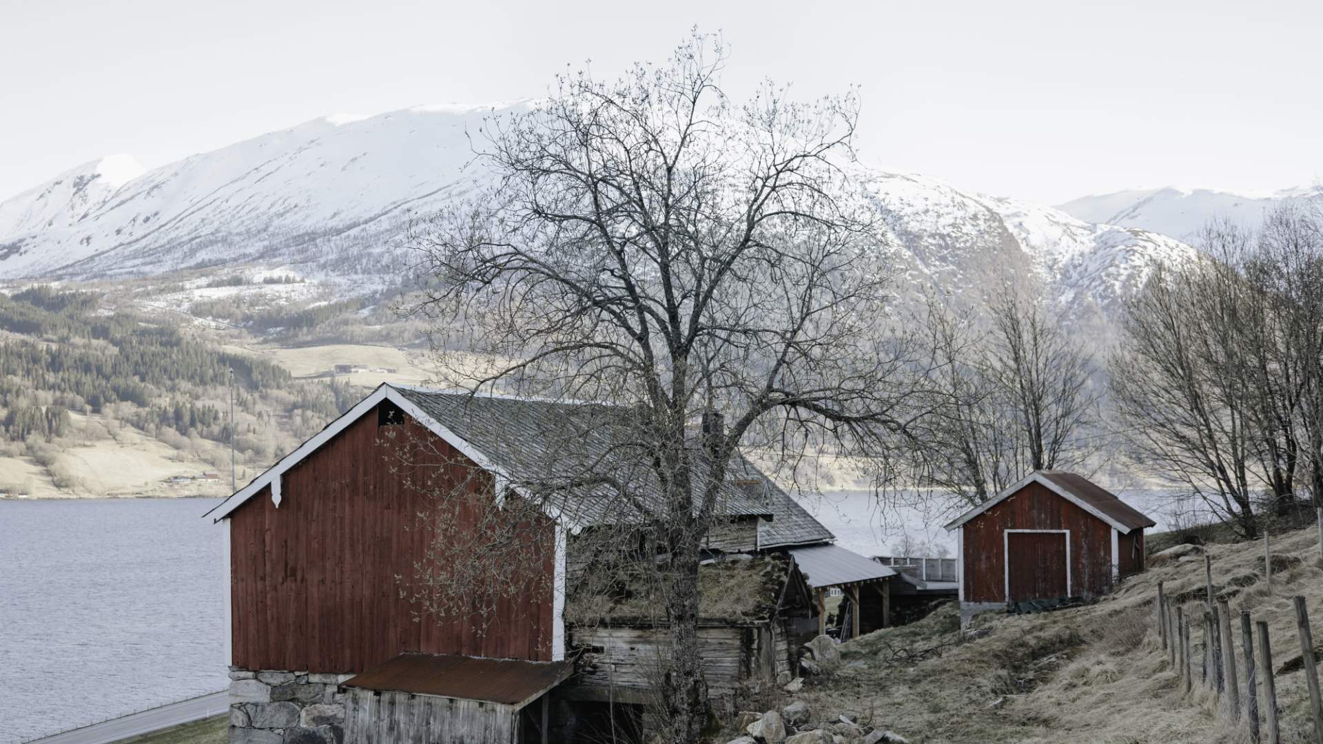 vingarden på jølst