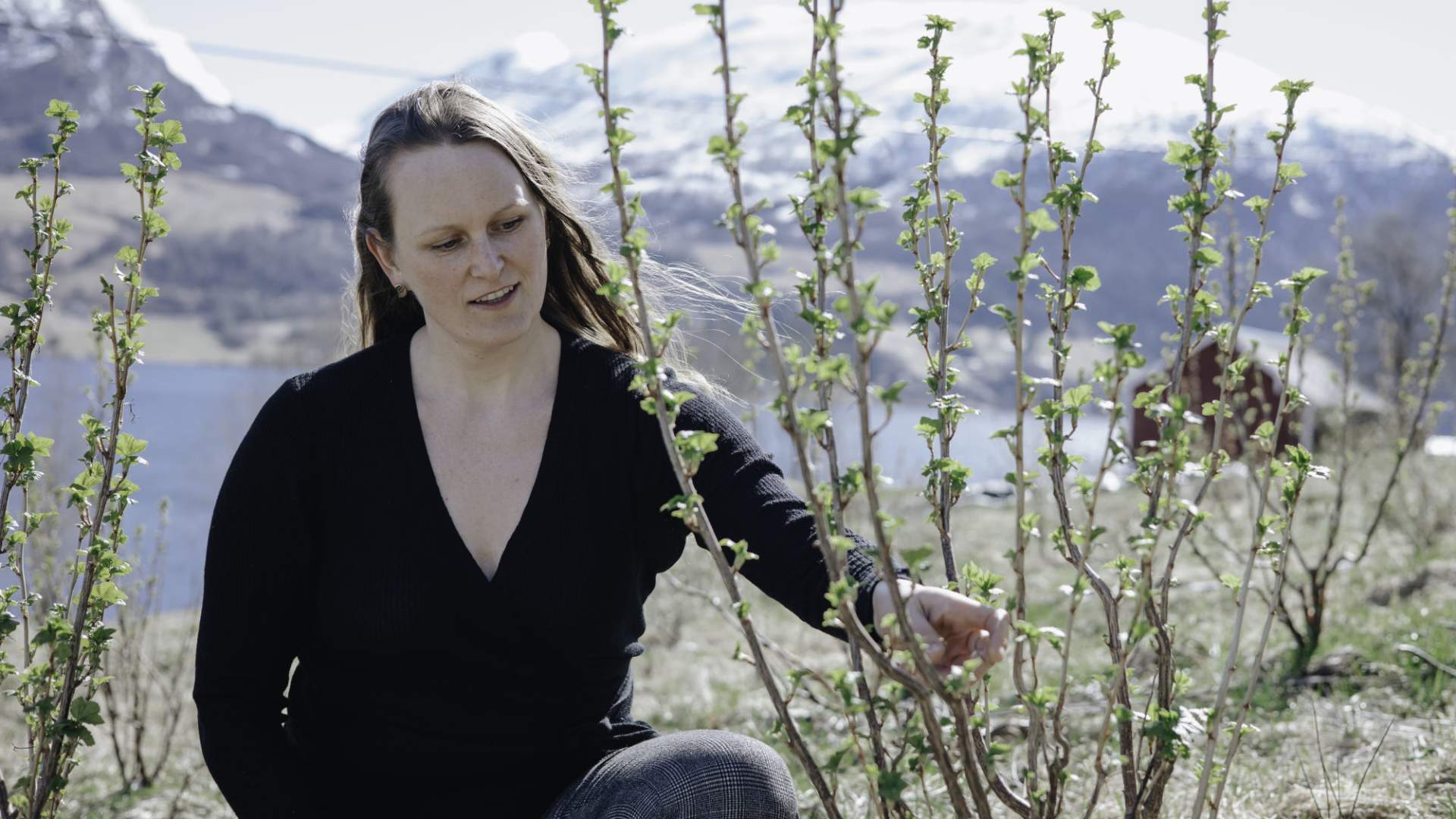 Vingarden på Jølst