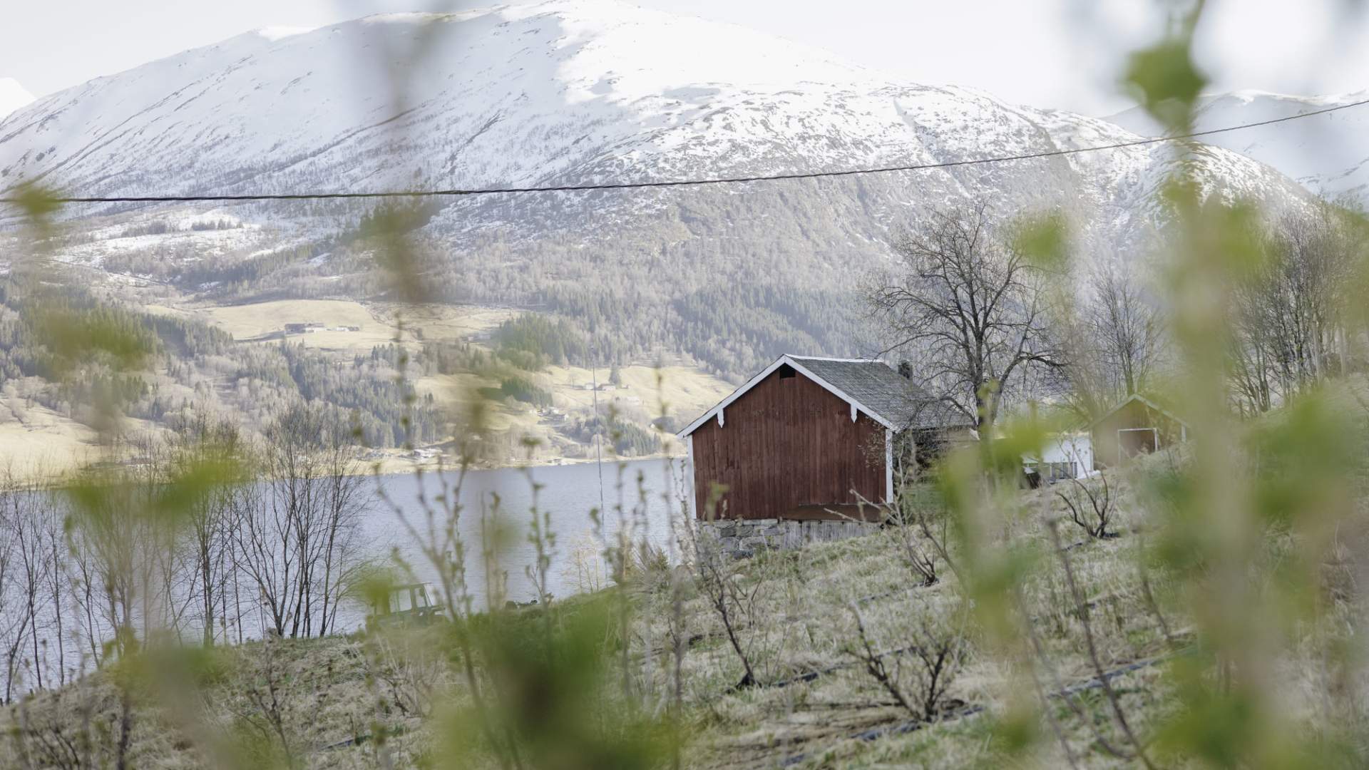 Vingarden på Jølst