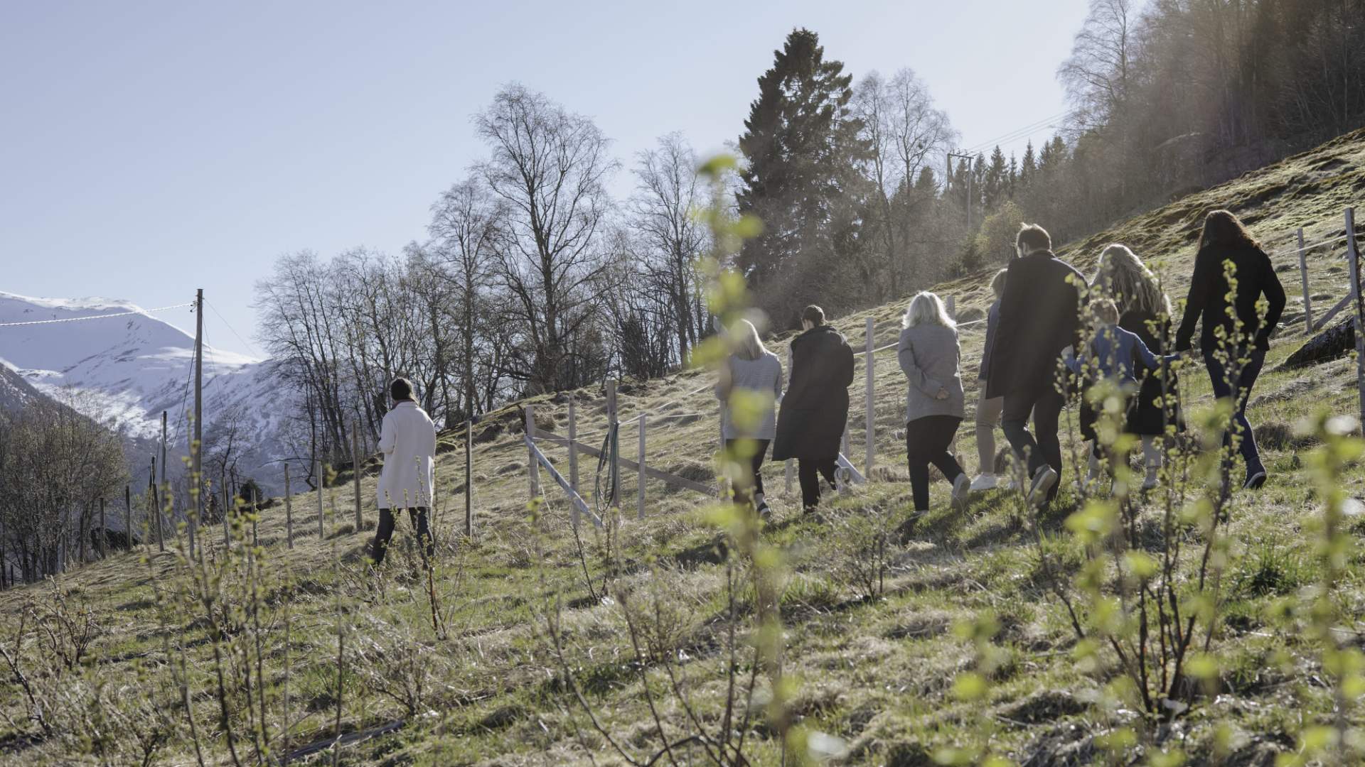Vingarden på Jølst
