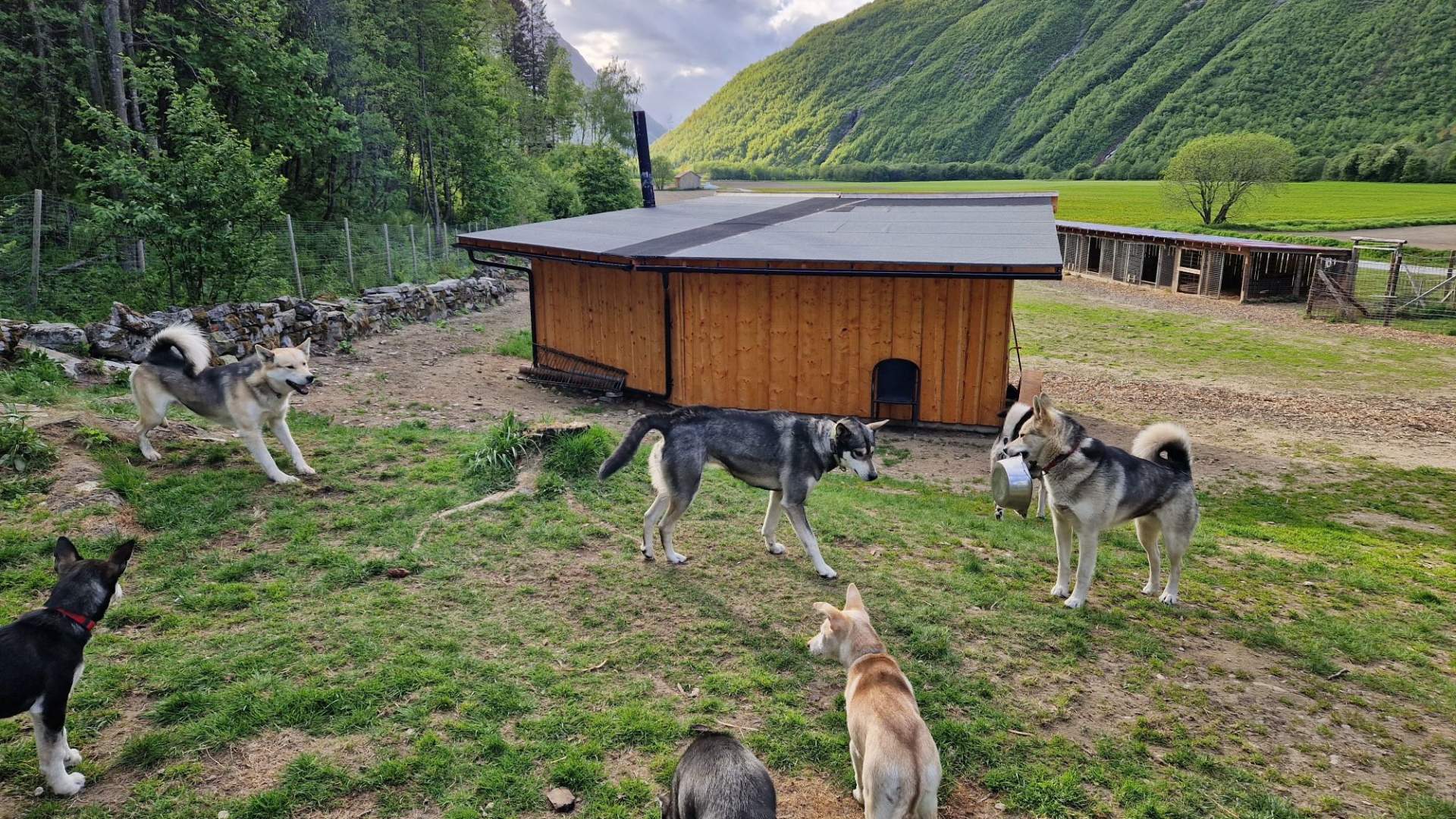 Visit a husky farm