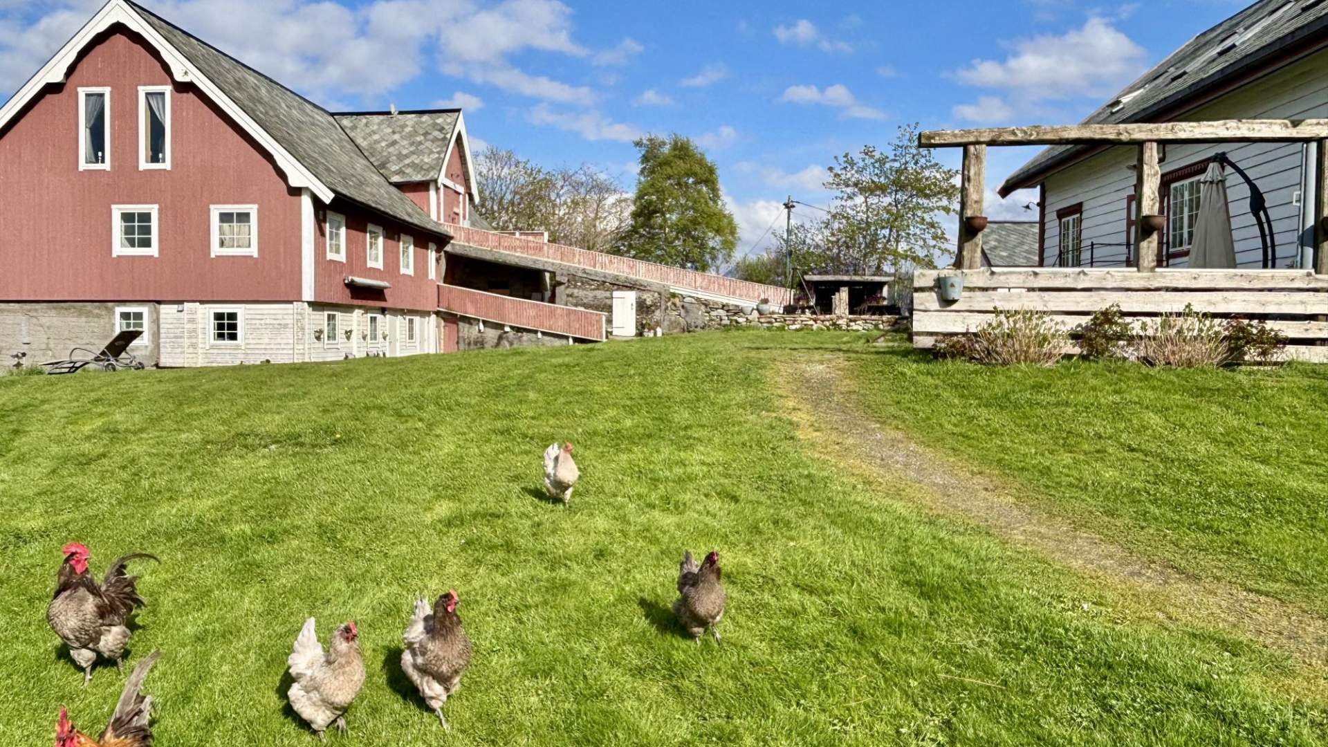 Fuglene vandrer fritt på tunet