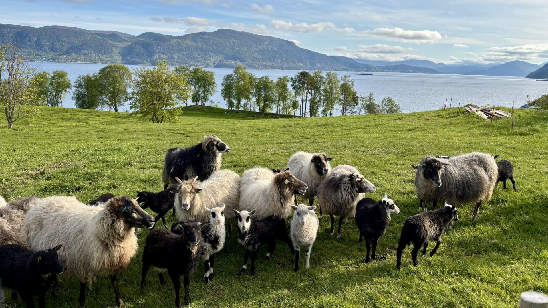 Hils på villsauene.