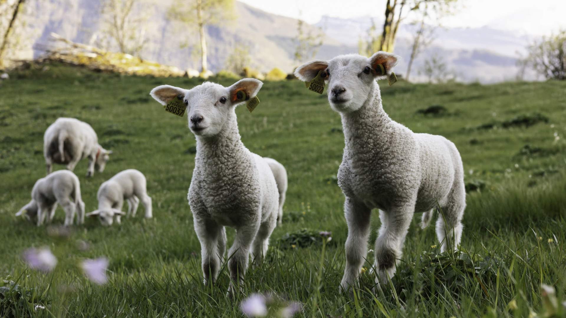 Steinkorshytta i Naustdal