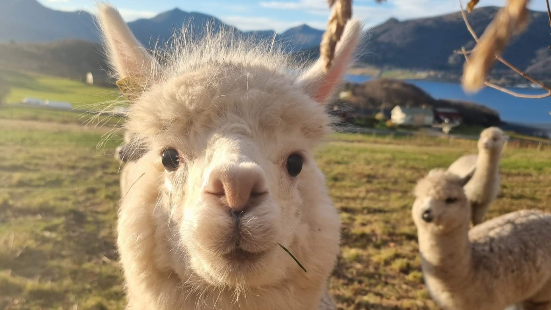 Guidet alpakkabesøk hos Designerbonden