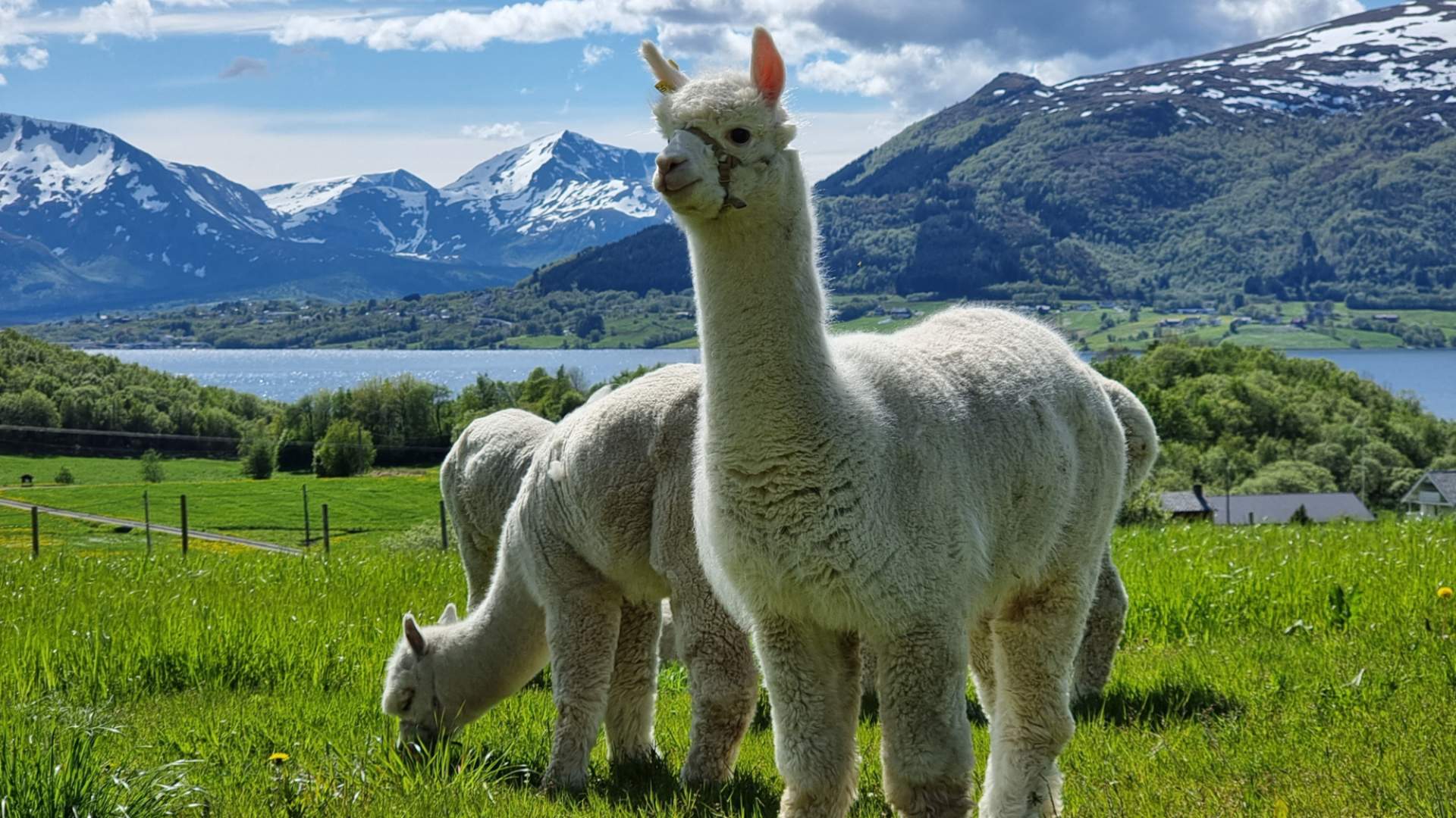 Alpakkabesøk hos Designerbonden