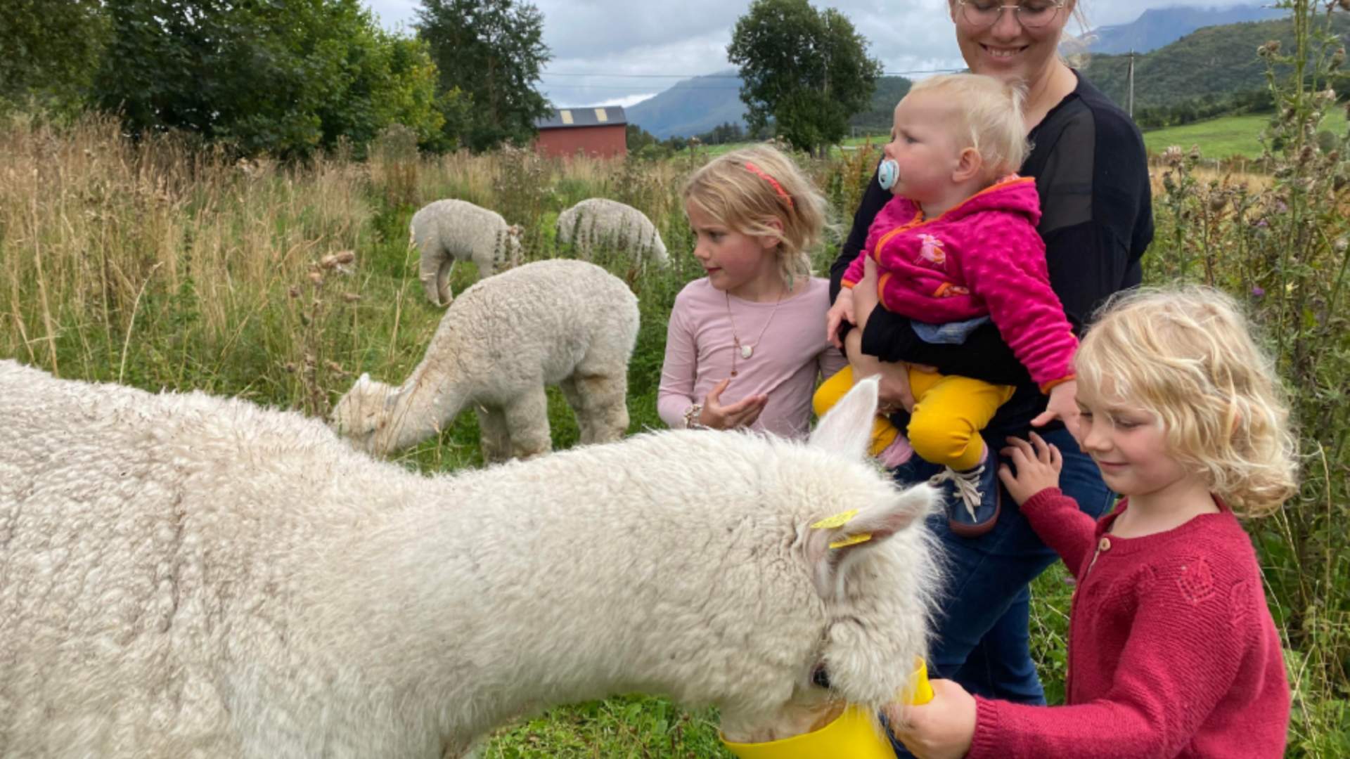 Guidet alpakkabesøk hos Designerbonden