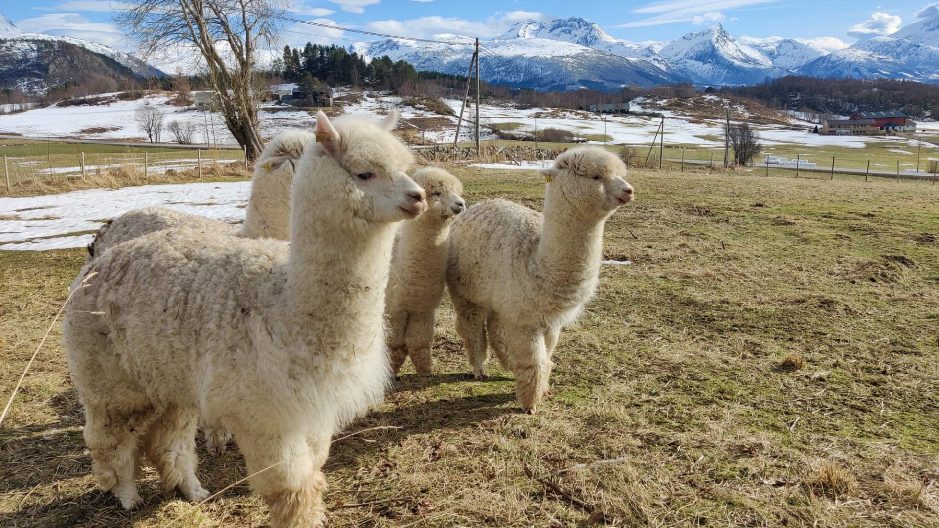 Guidet alpakkabesøk hos Designerbonden