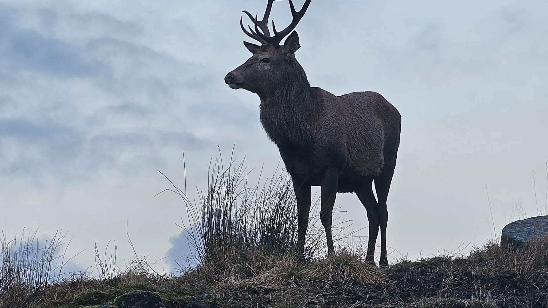 Hjortesafari på Martnadssletta