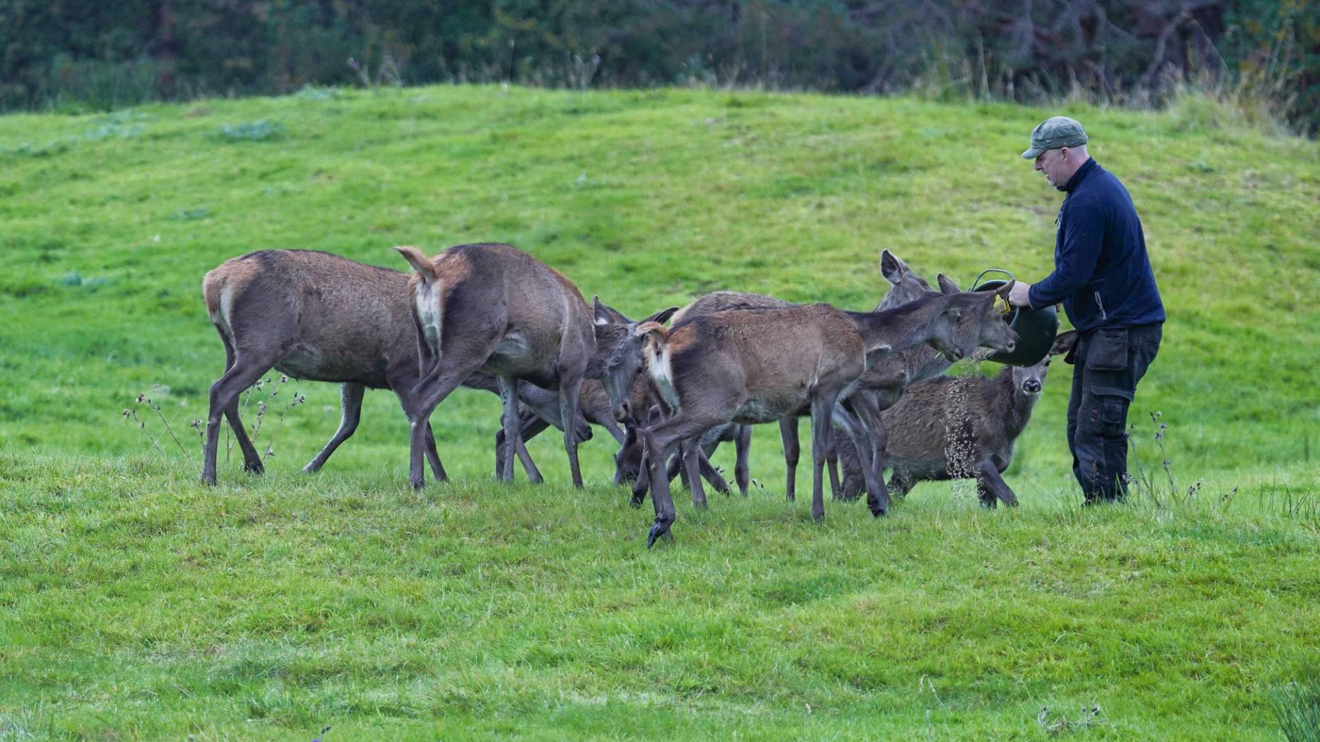 Hjortesafari på Martnadssletta