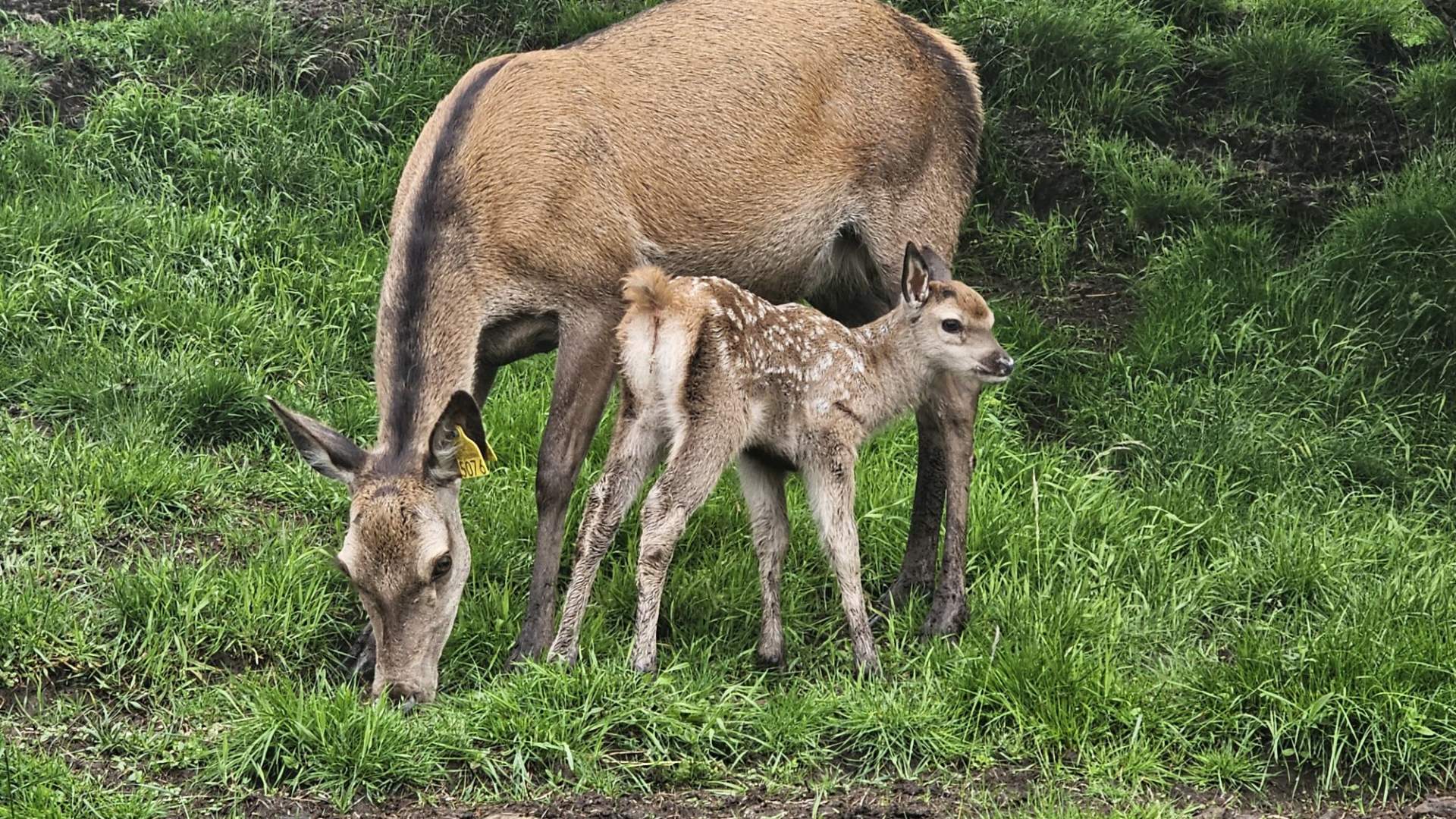 Hjortesafari på Martnadssletta