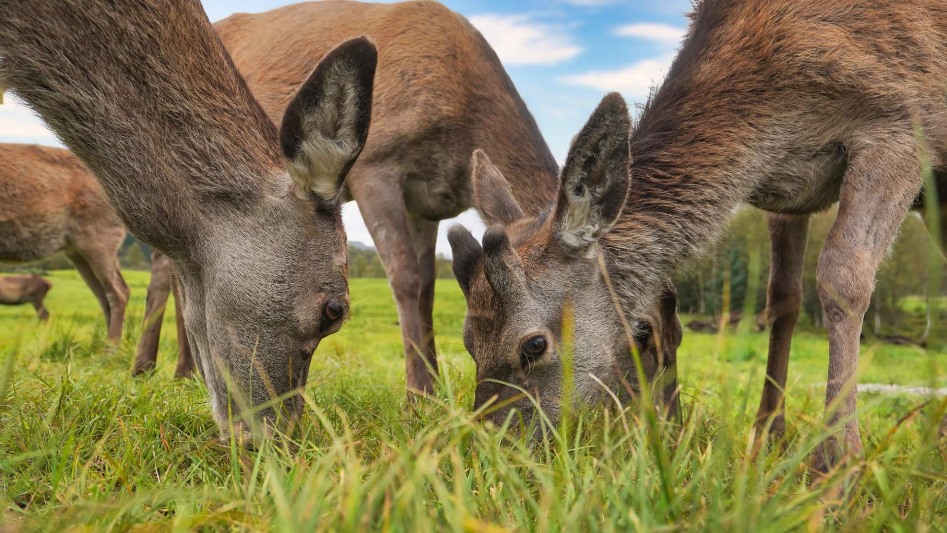 Hjortesafari på Martnadssletta