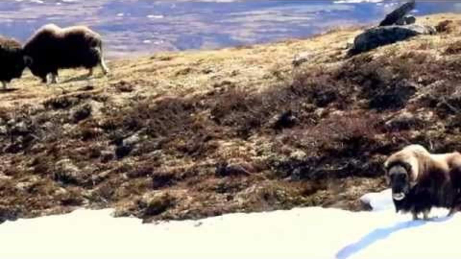 Musk ox fight in Dovrefjell