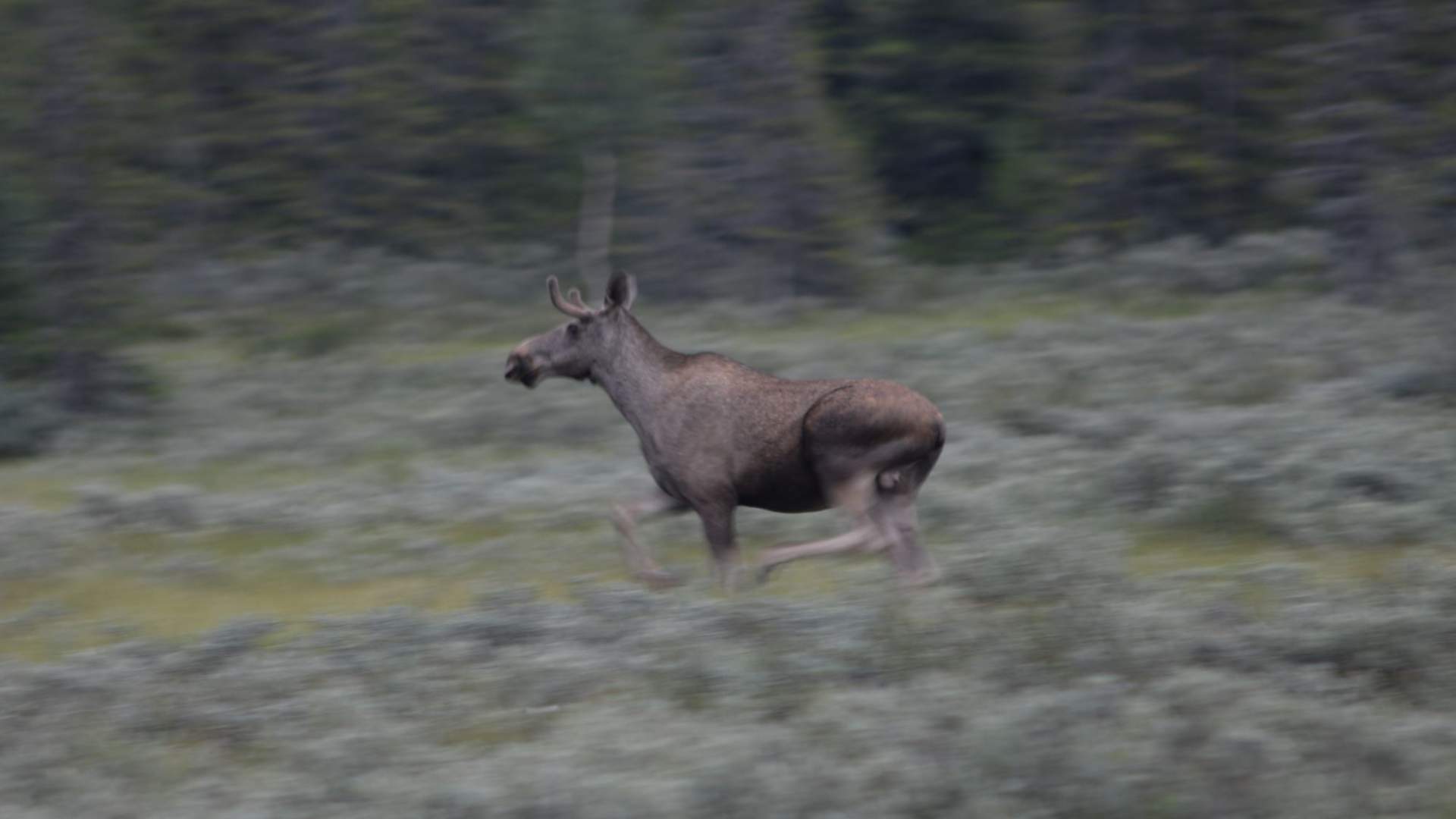 Moose Safari